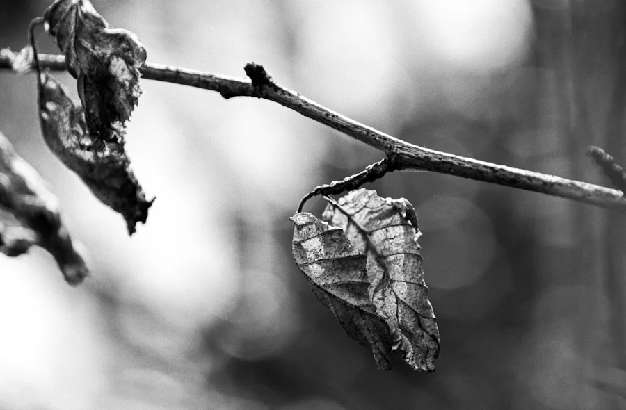 Memories of springs past