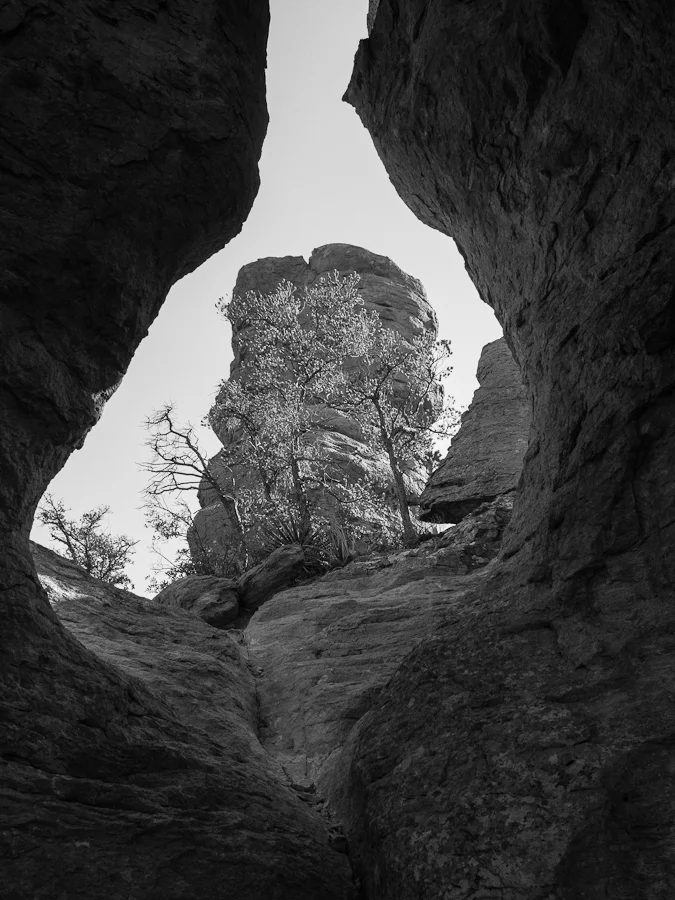 Chiracahua2-8.jpg
