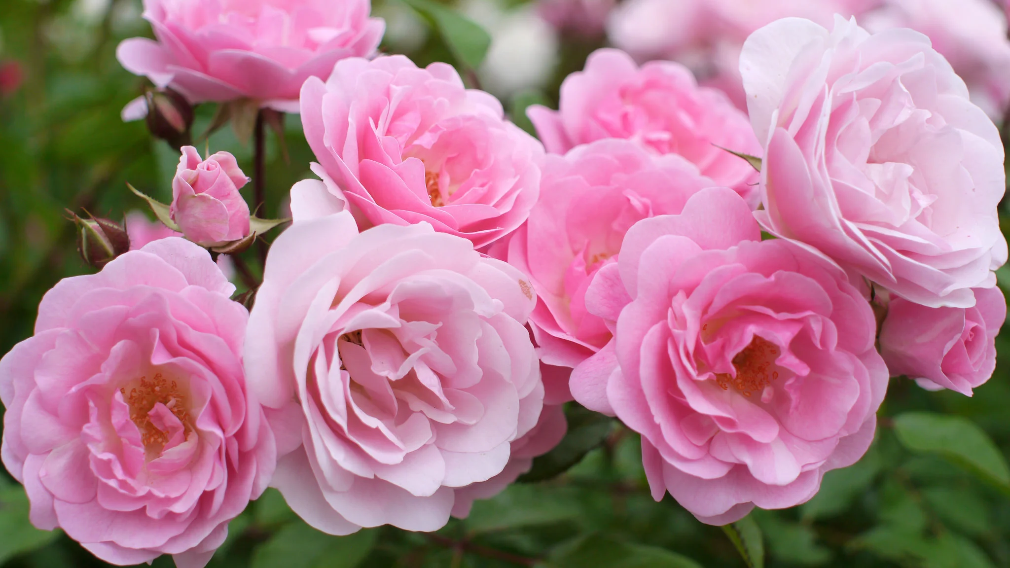 4 Inspiring Stories From Praying the Rosary