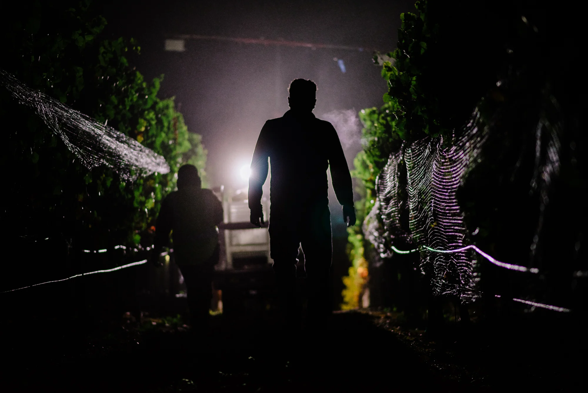 2016_08_23-CUSHBLKHARVEST-17.jpg