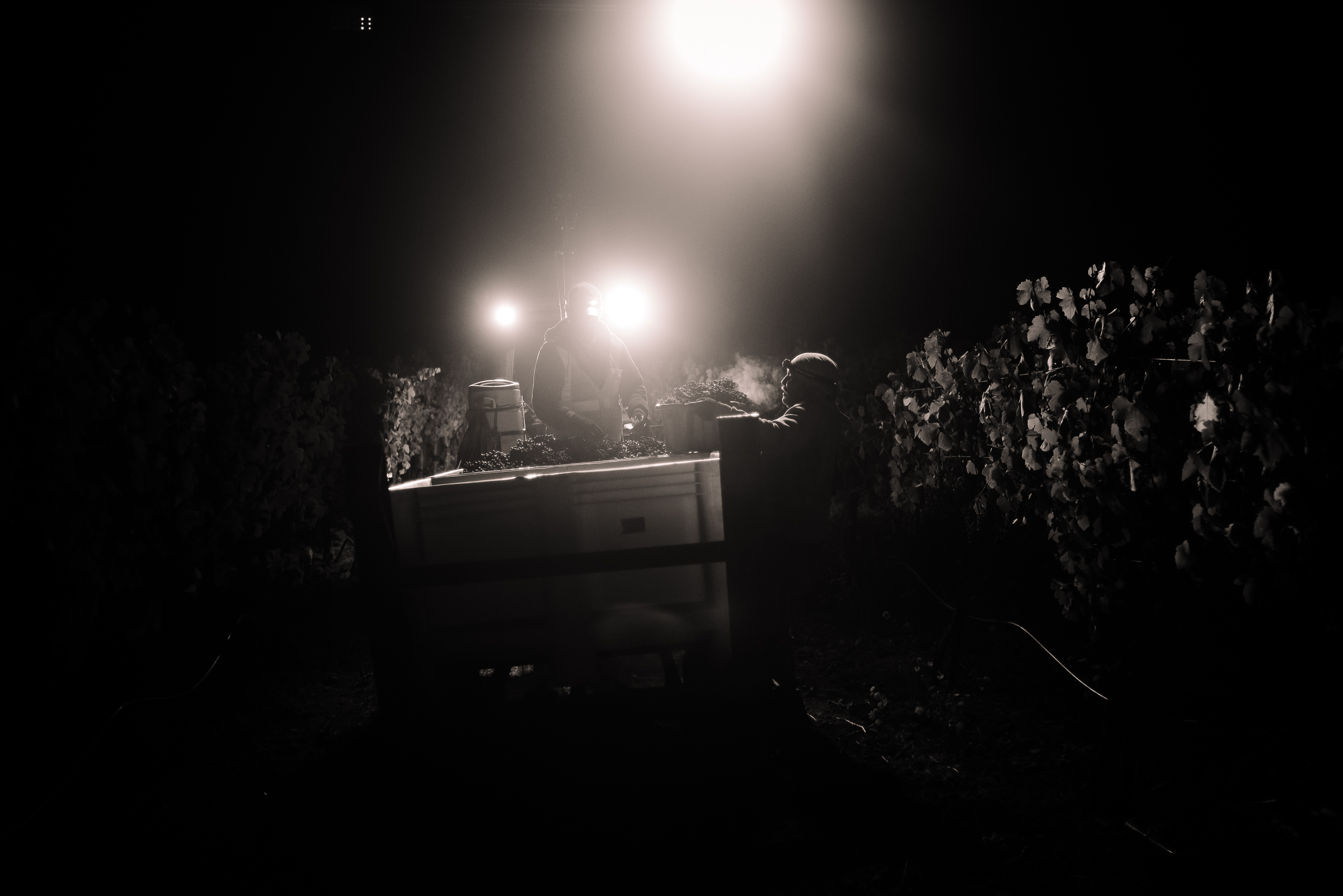 2016_09_09-HARVESTOBSIDIAN-34.jpg