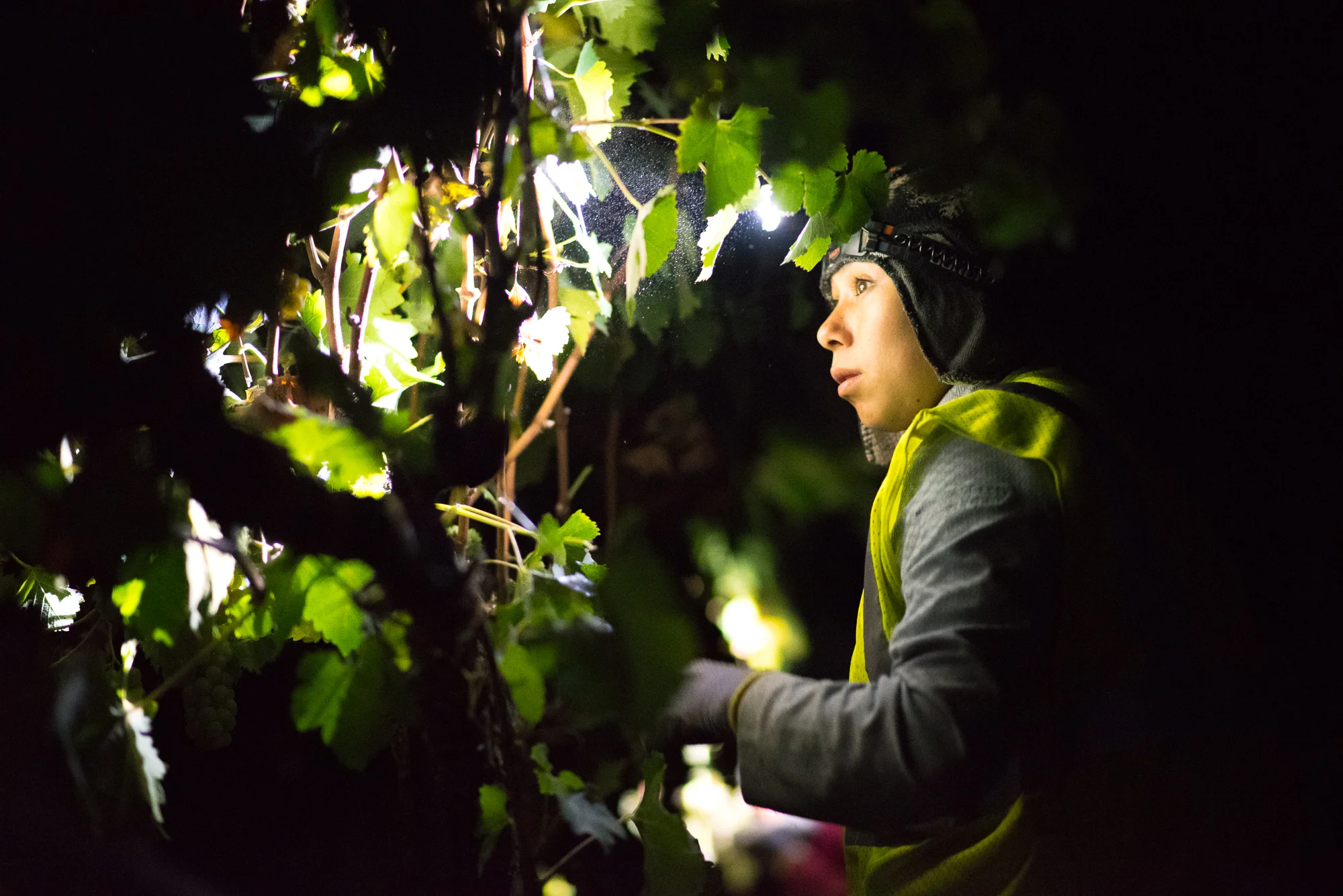 2016_09_08-HARVESTVIOGNIER-17.jpg