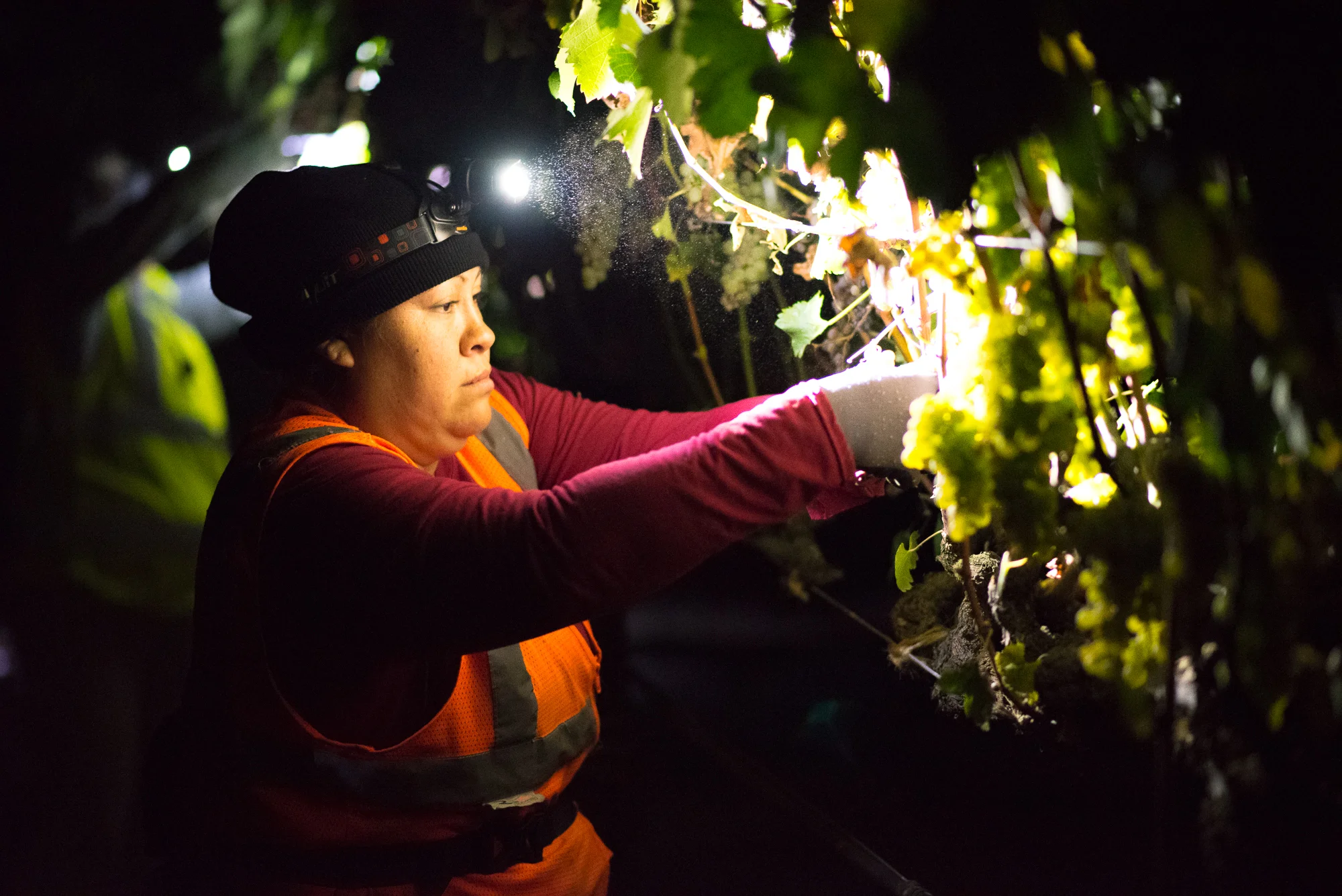 2016_09_08-HARVESTVIOGNIER-20.jpg