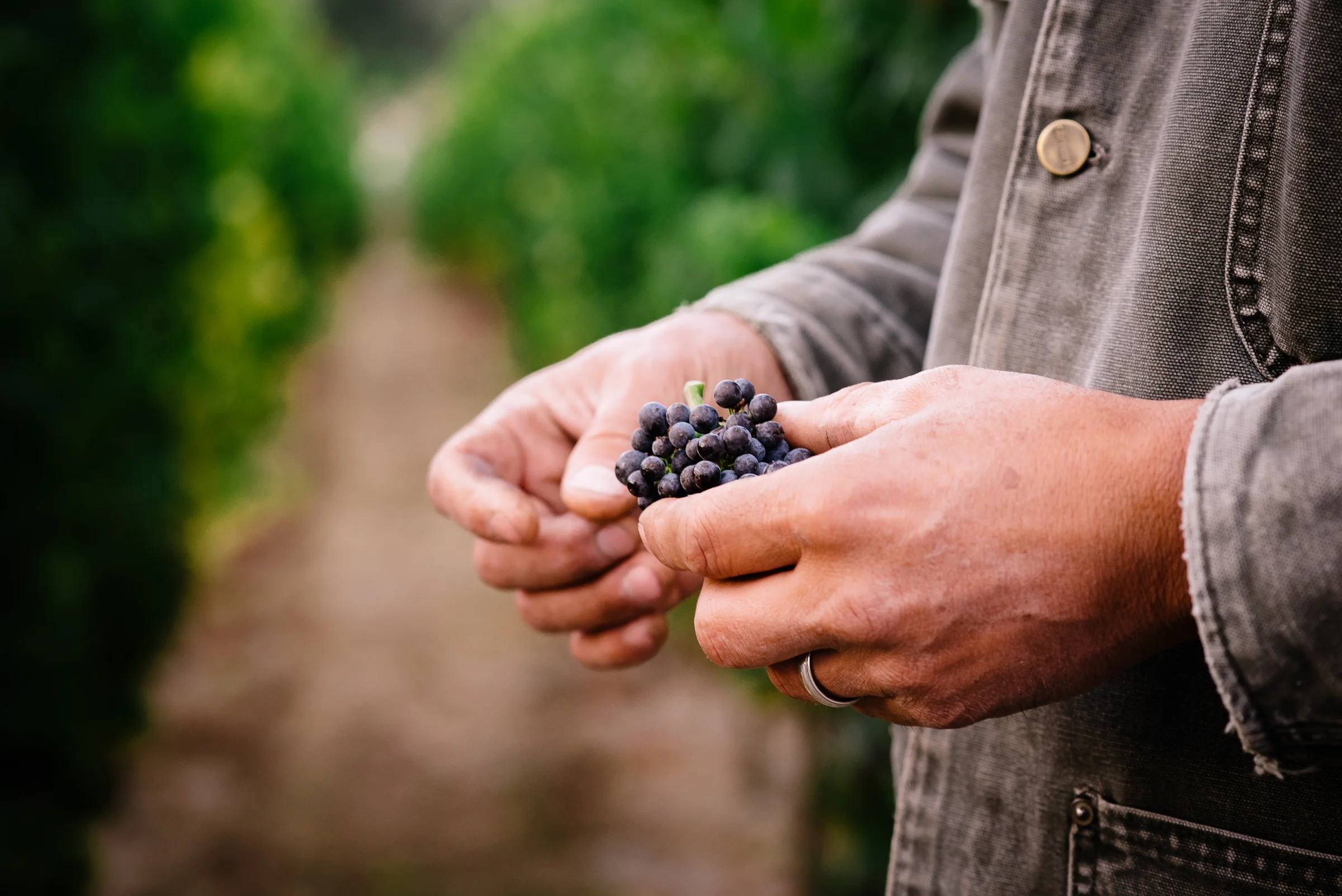 2016_09_03-SMALLVINESHARVEST-67.jpg