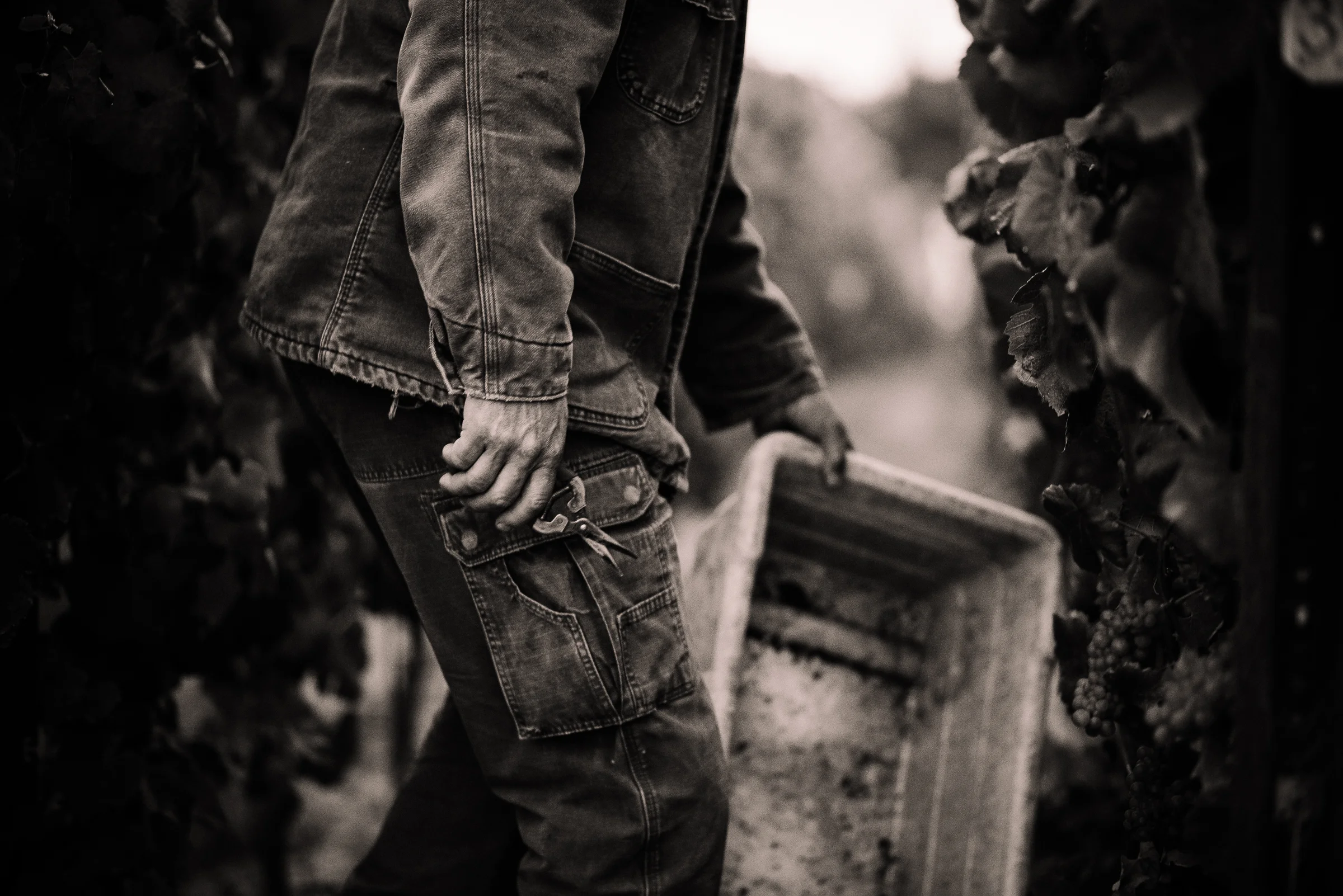 2016_09_03-SMALLVINESHARVEST-42.jpg