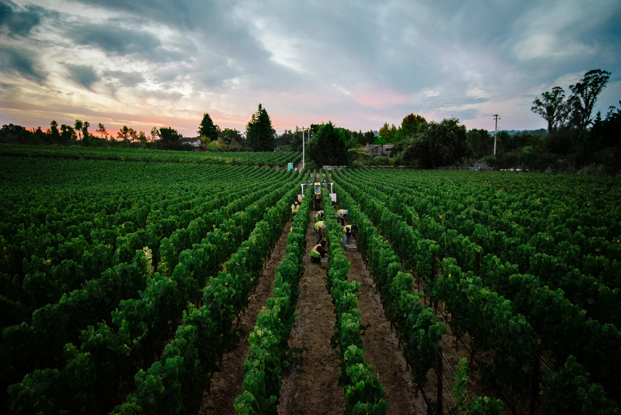 2016_09_03-SMALLVINESHARVEST-18.jpg