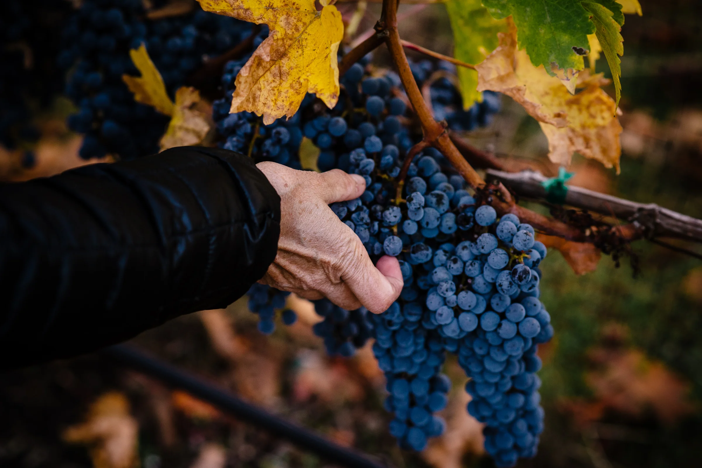 2016_10_20-HARVEST2016-25.jpg