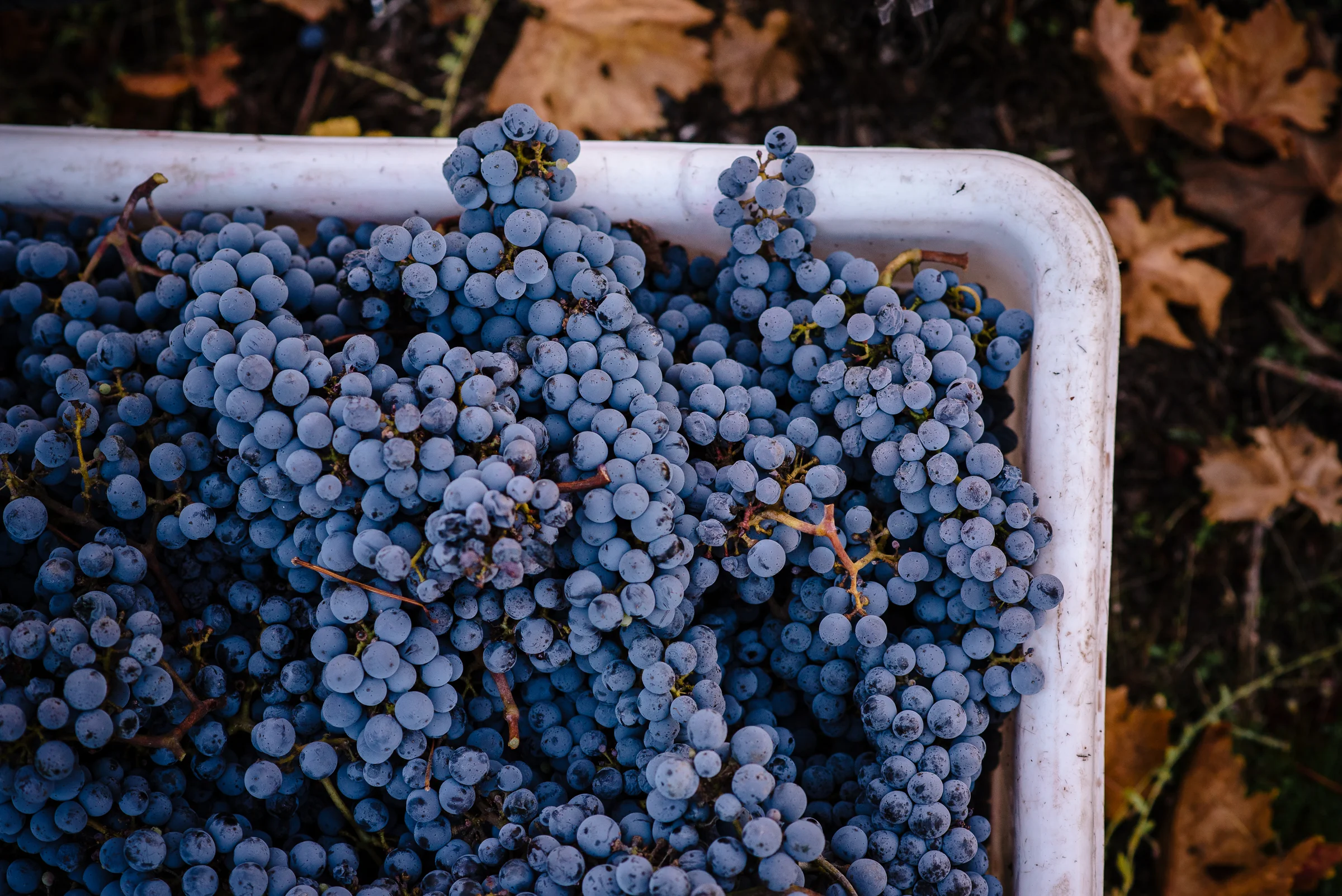 2016_10_20-HARVEST2016-34.jpg