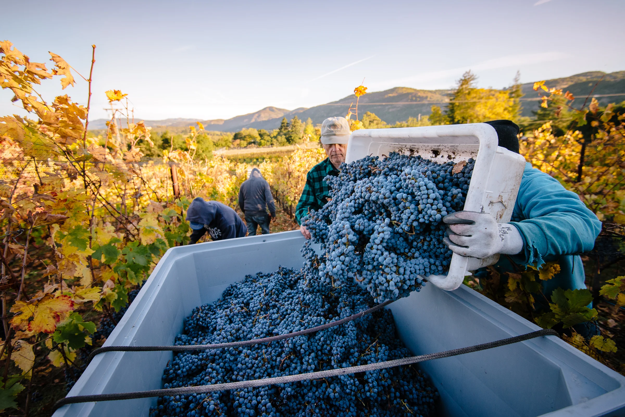 2016_10_20-HARVEST2016-29.jpg