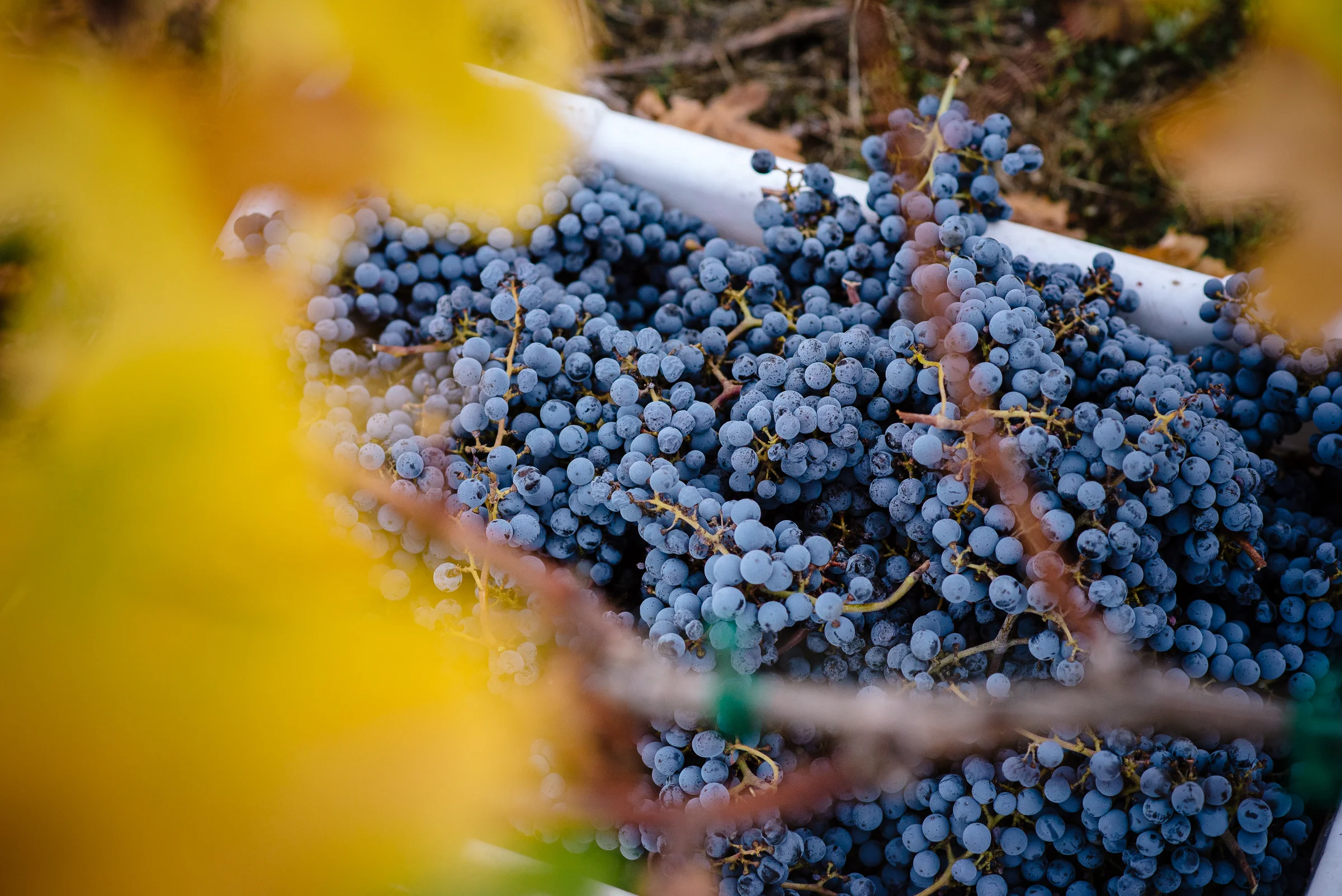 2016_10_20-HARVEST2016-20.jpg