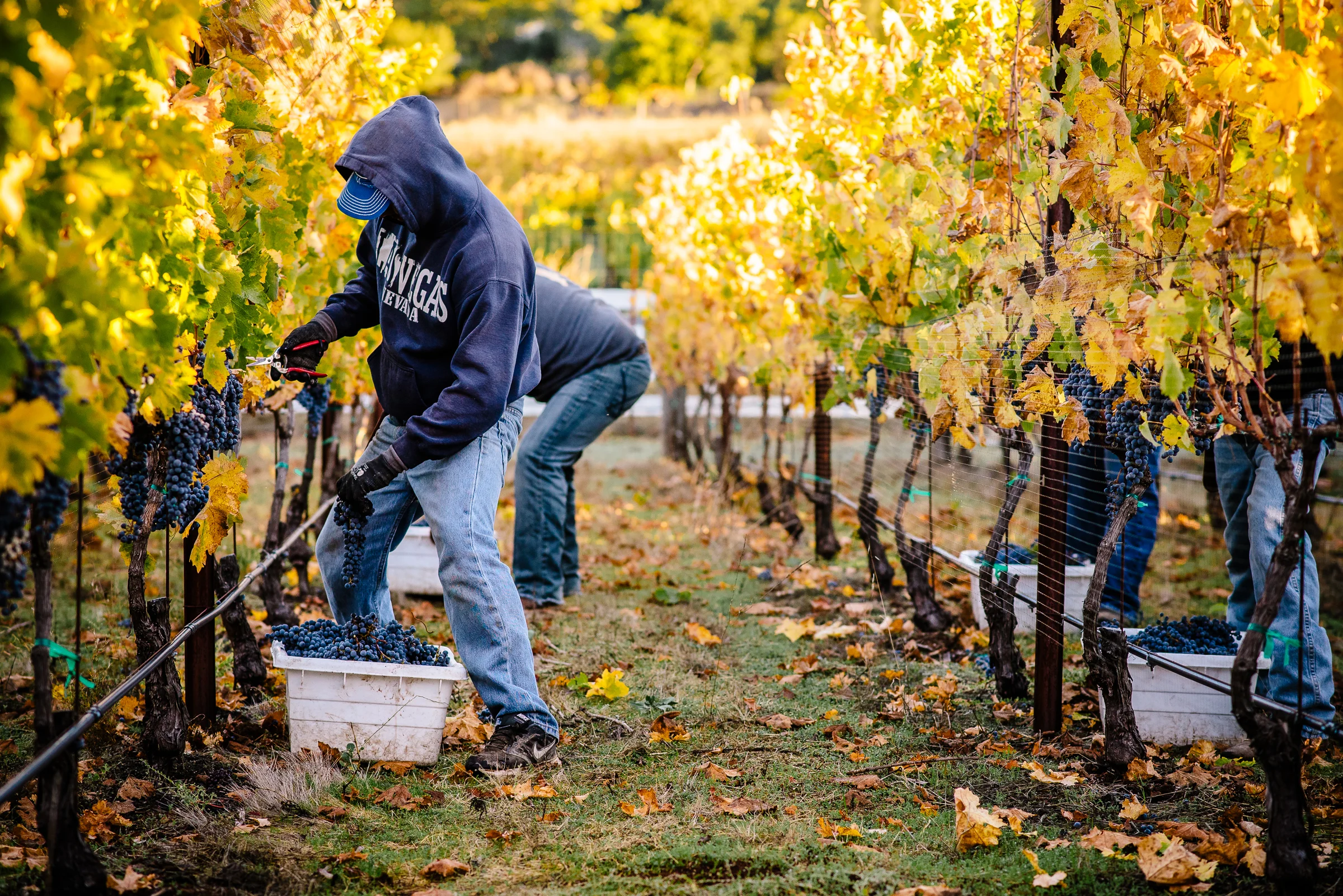 2016_10_20-HARVEST2016-15.jpg
