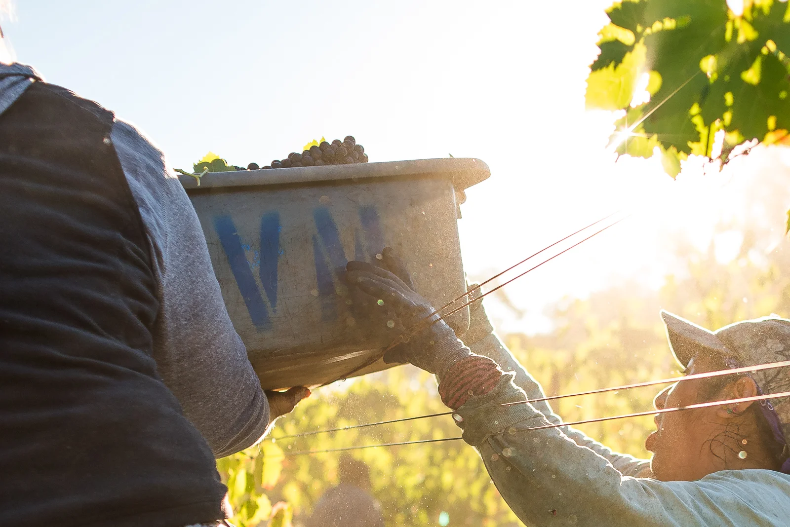 2016_09_19-HARVESTLB-131.jpg