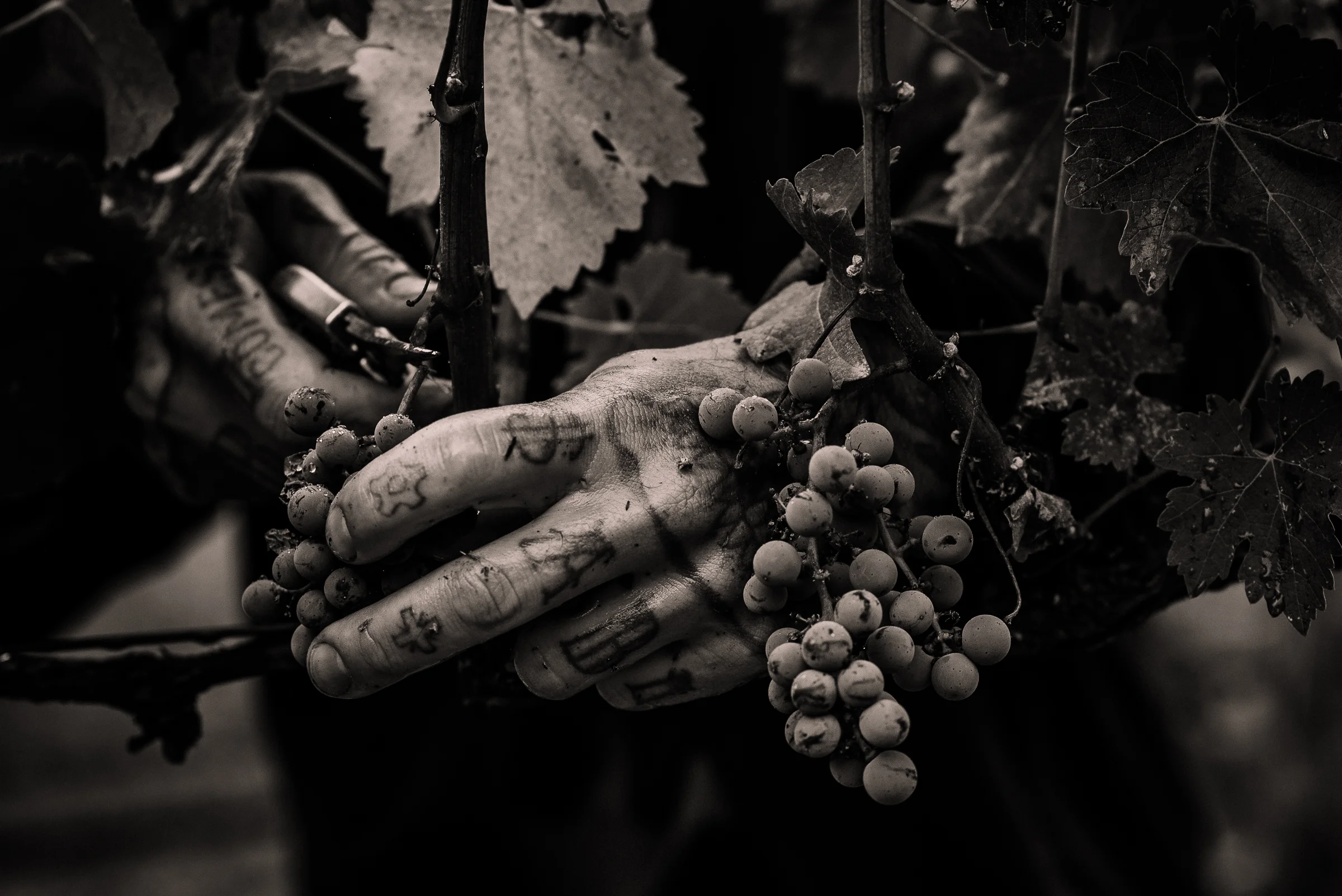 2016_10_03-HARVESTANNADEL-25.jpg