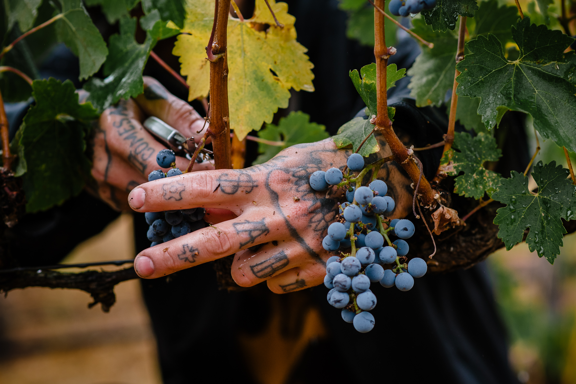 2016_10_03-HARVESTANNADEL-20.jpg