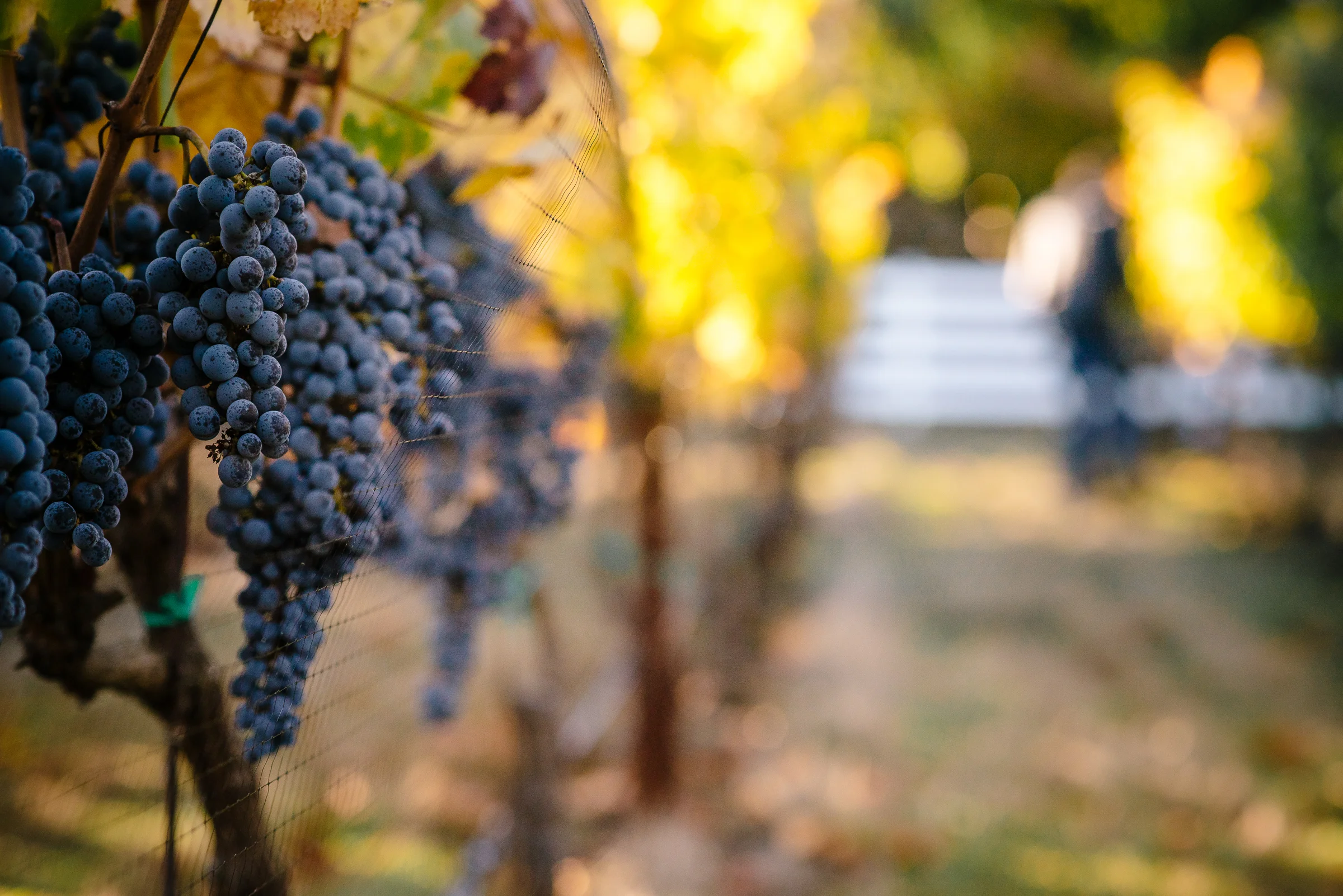 2016_10_20-HARVEST2016-36.jpg