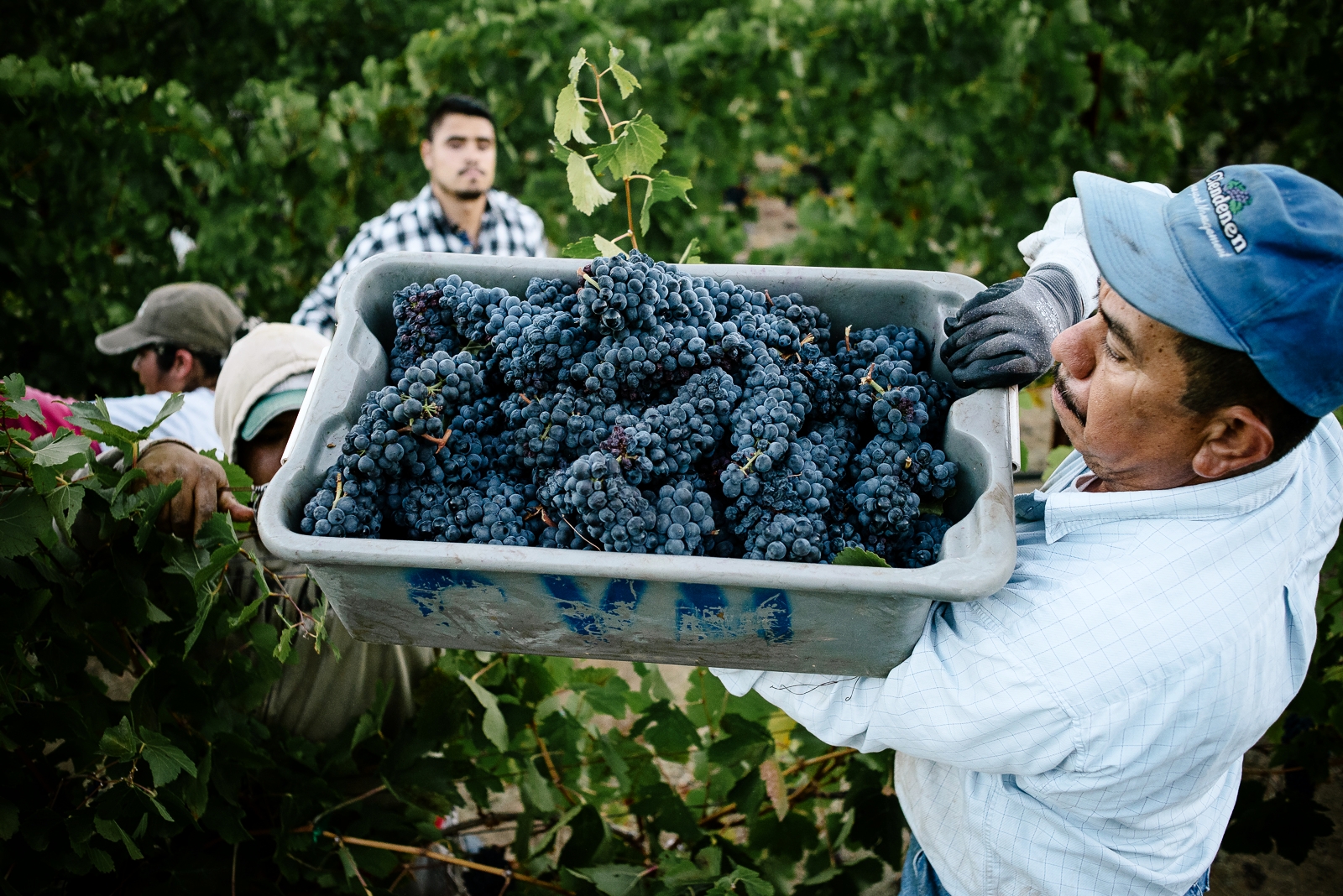 2016_09_19-HARVESTLB-56.jpg
