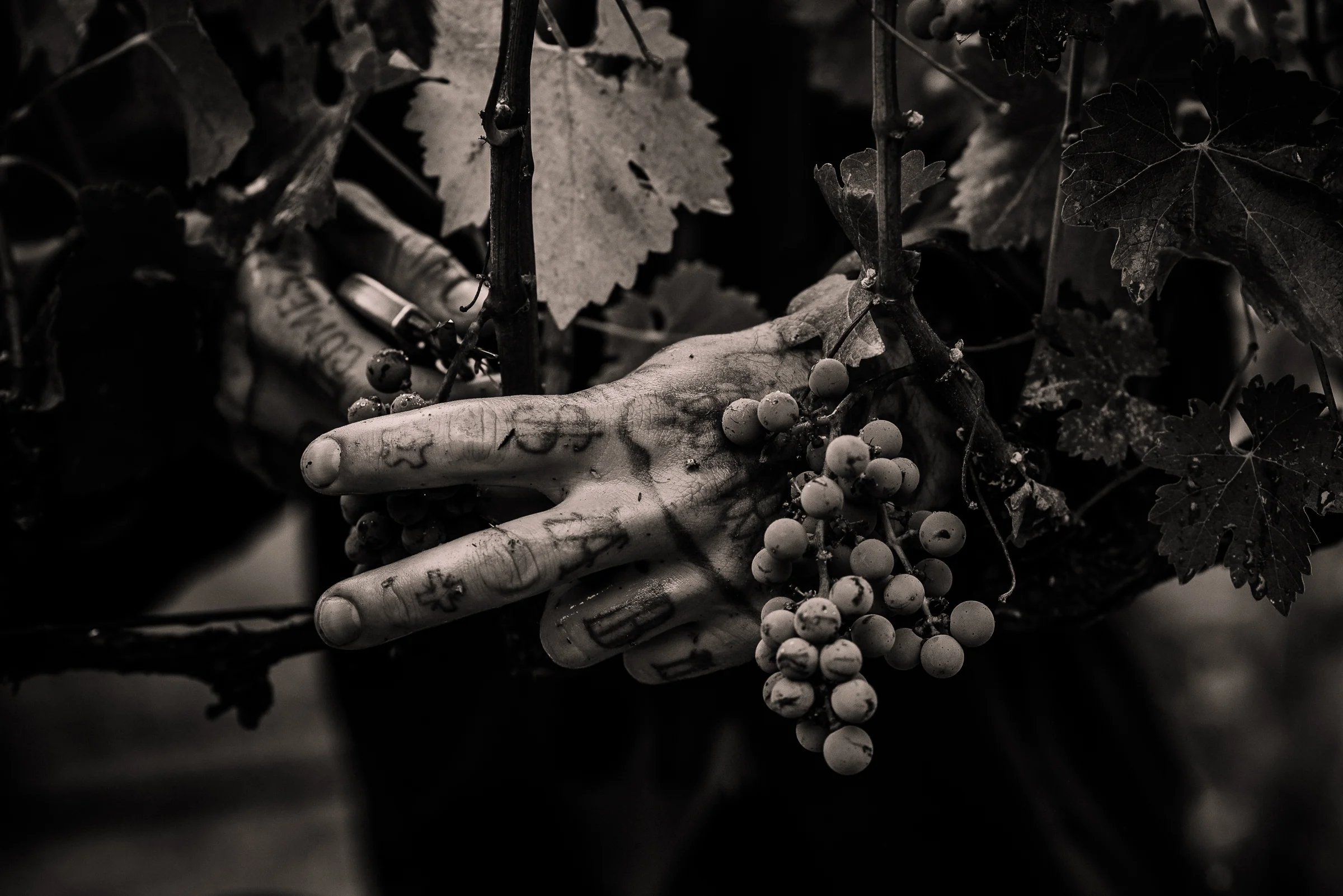 2016_10_03-HARVESTANNADEL-24.jpg