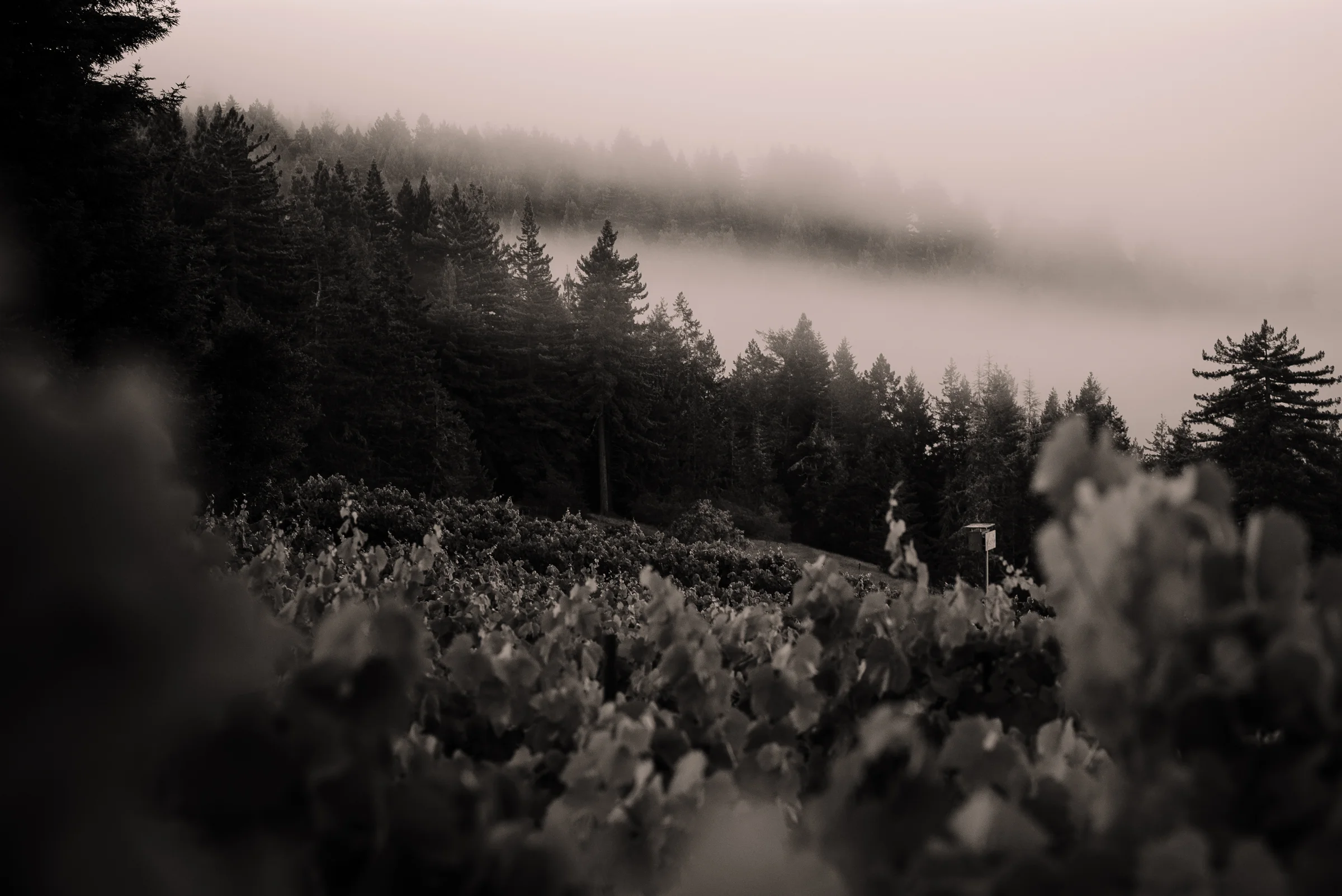 SENSES WEB B&W-43.jpg