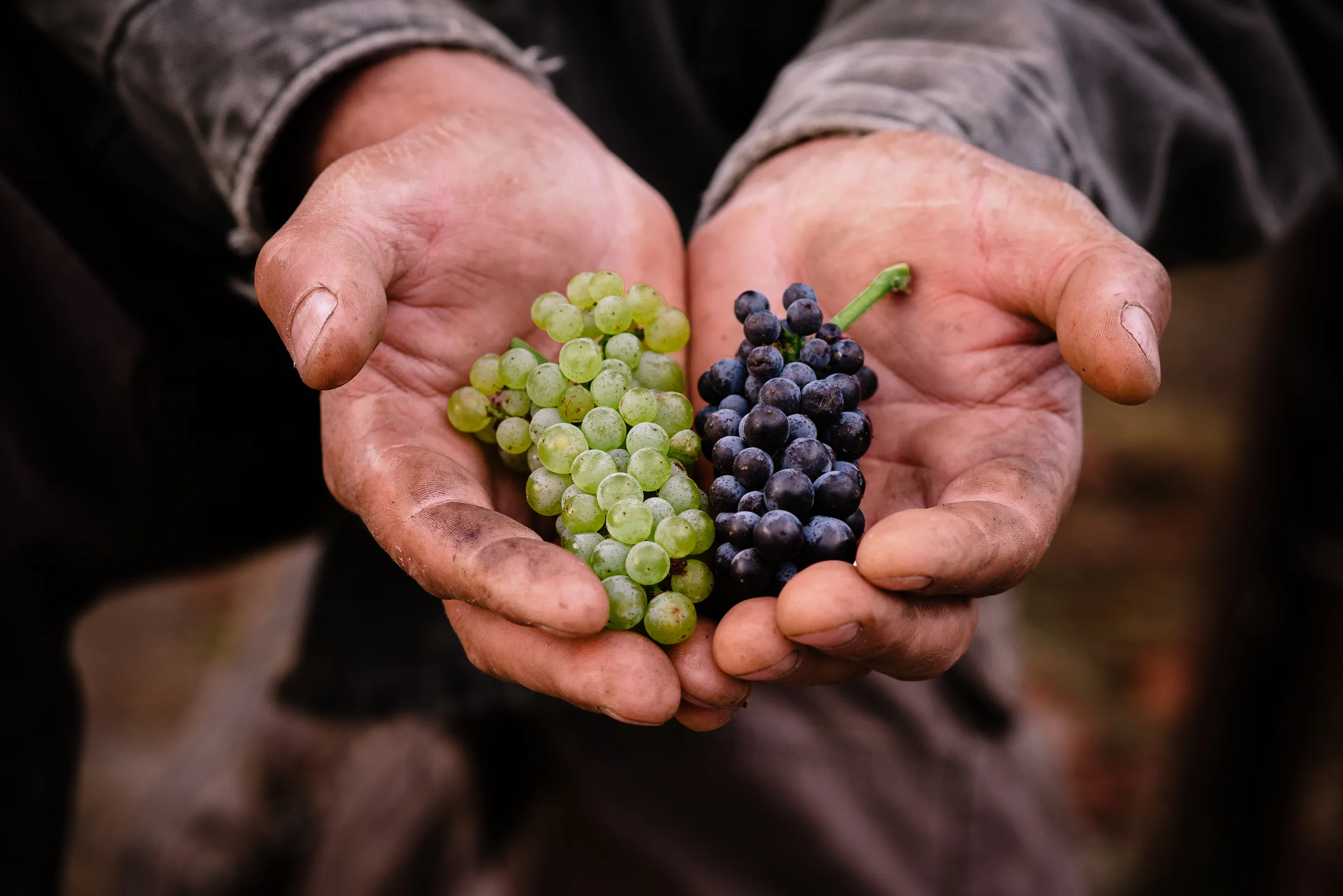 2016_09_03-SMALLVINESHARVEST-65.jpg