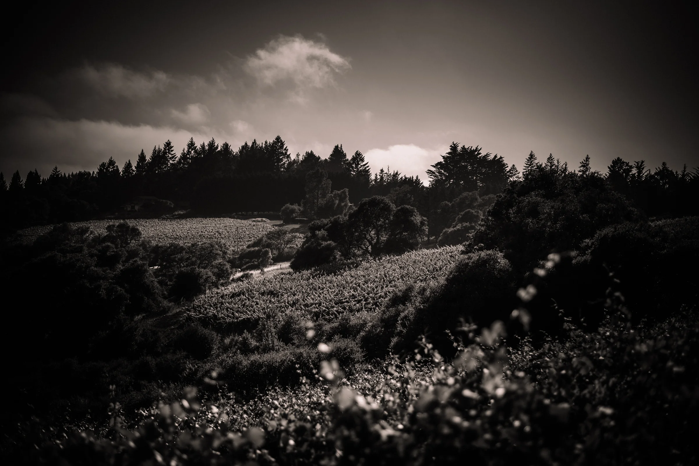 Senses Wines