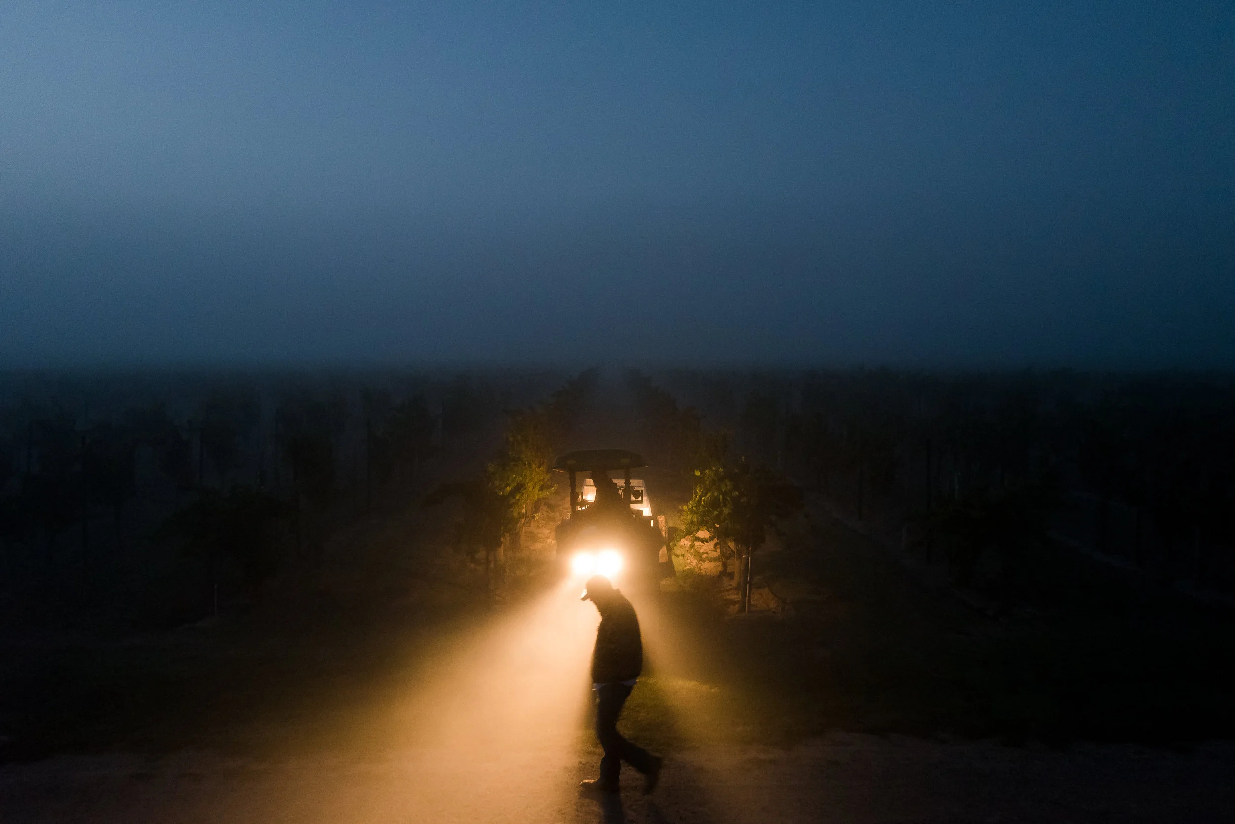 PELLEGRINI_HARVEST_2018 5.jpg