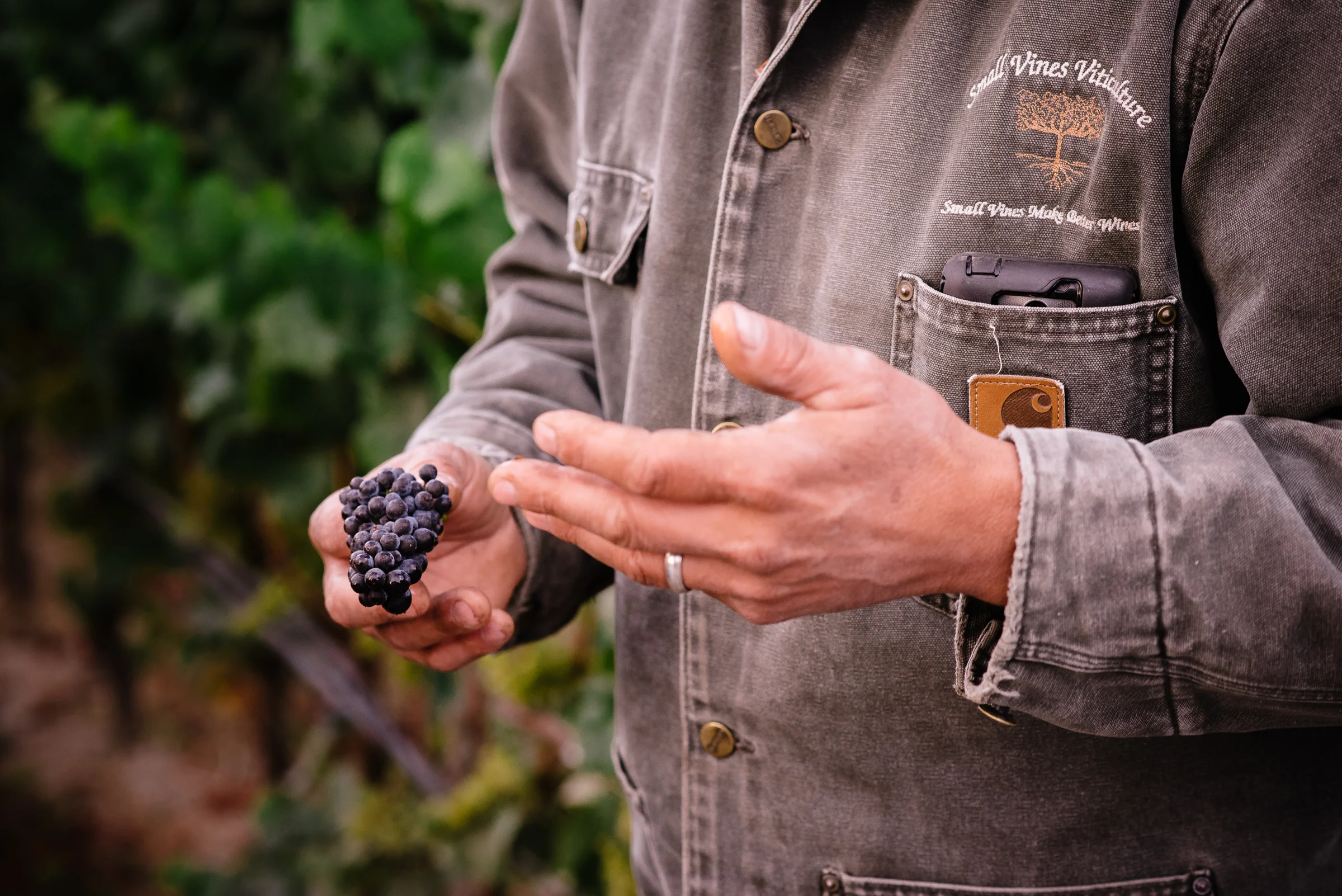 2016_09_03-SMALLVINESHARVEST-69.jpg