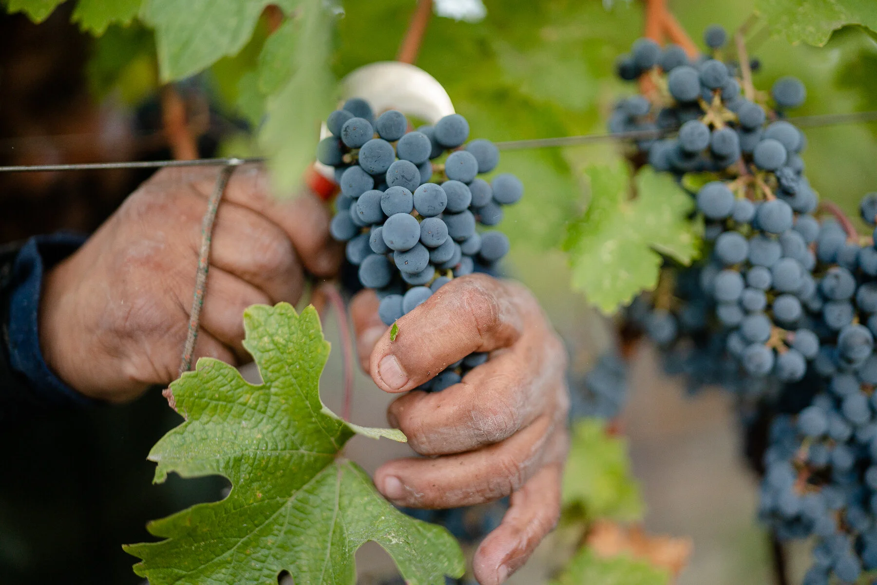 DIAMOND - ALL FILES-5.JPG