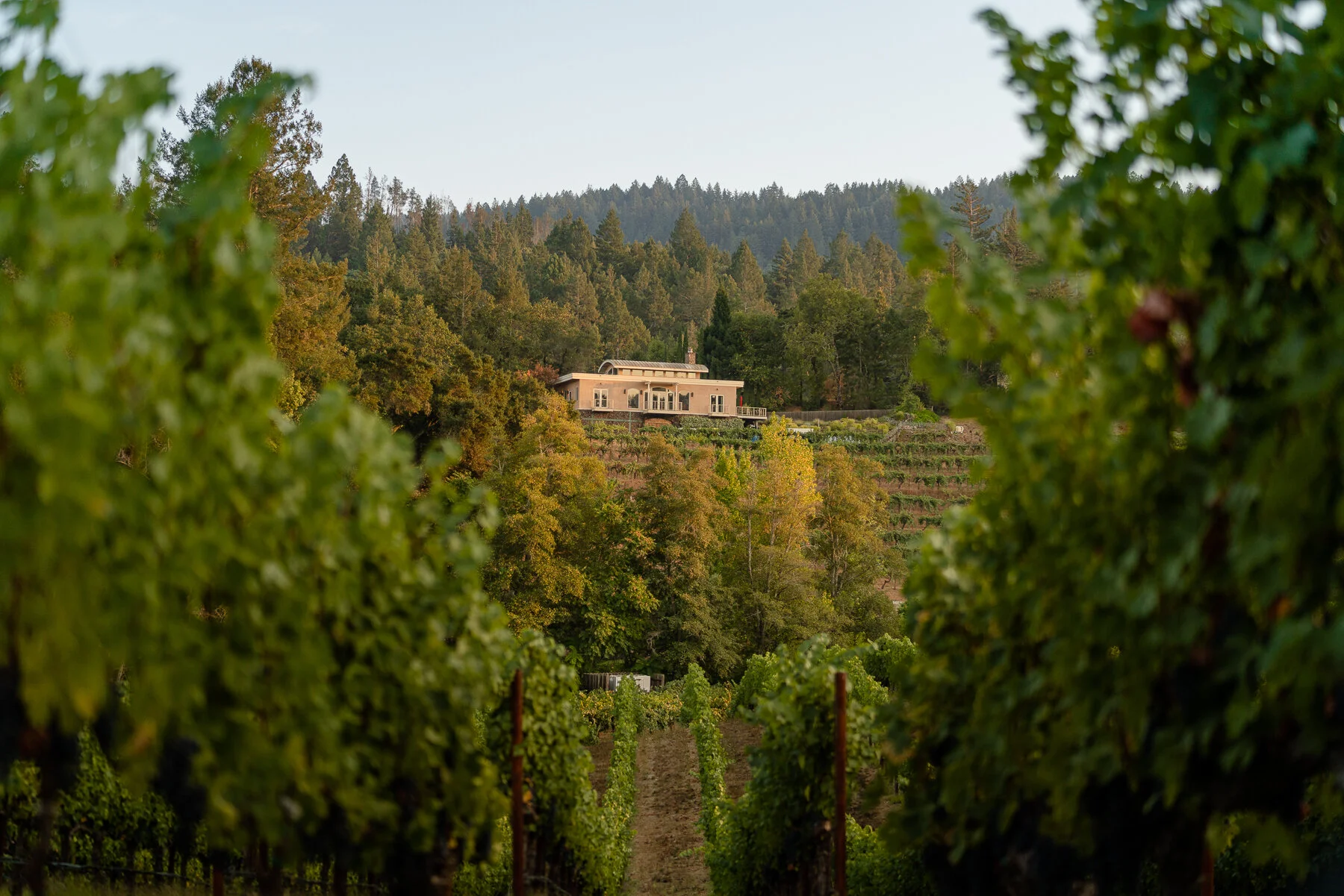 DIAMOND - ALL FILES-3.JPG