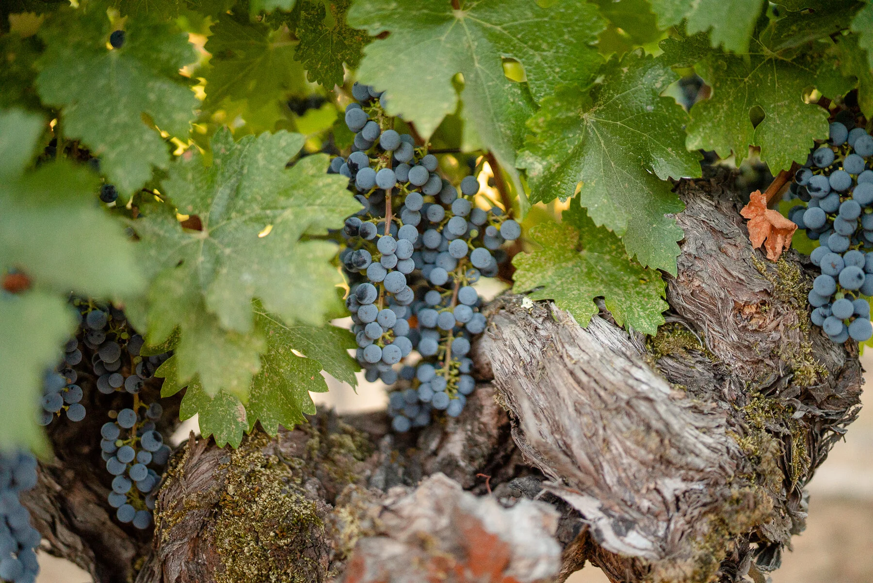 DIAMOND - ALL FILES-24.JPG