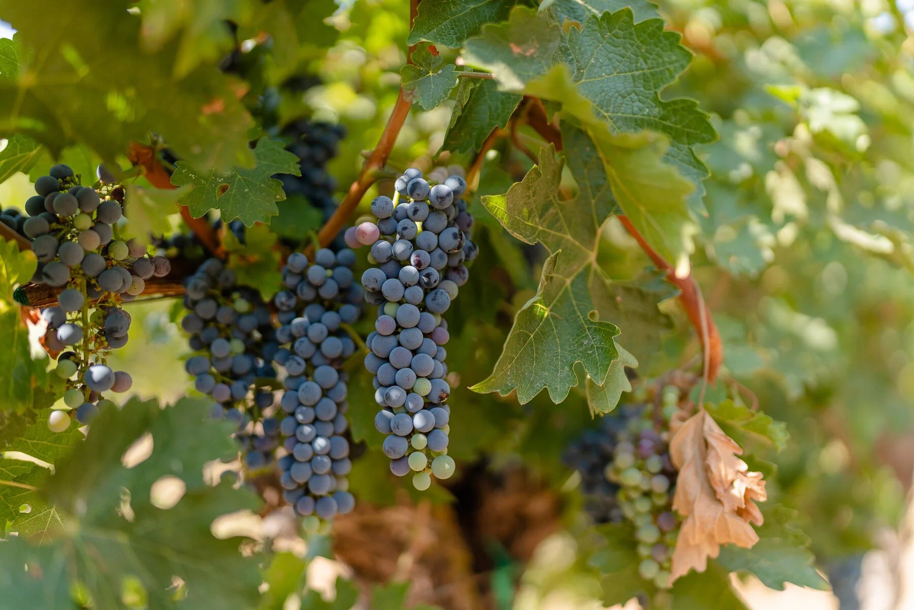 DIAMOND - ALL FILES-57.JPG