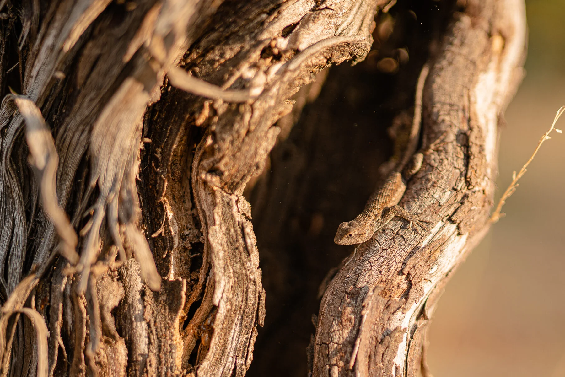 DIAMOND - ALL FILES-66.JPG