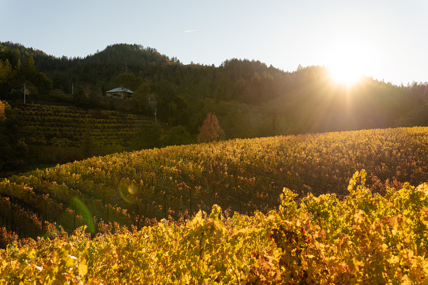 DIAMOND - ALL FILES-93.JPG