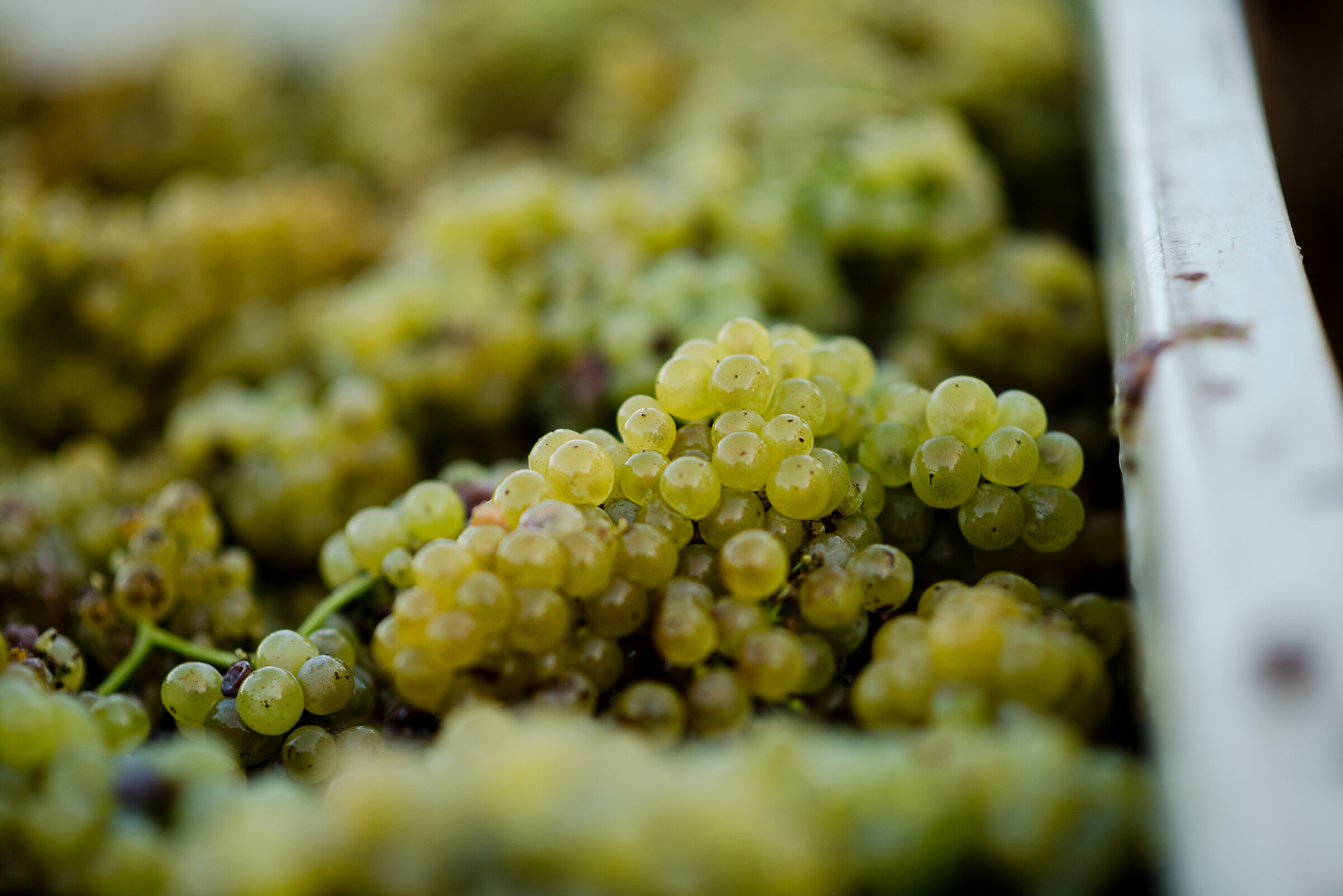 PELLEGRINI_HARVEST_2018 48.jpg