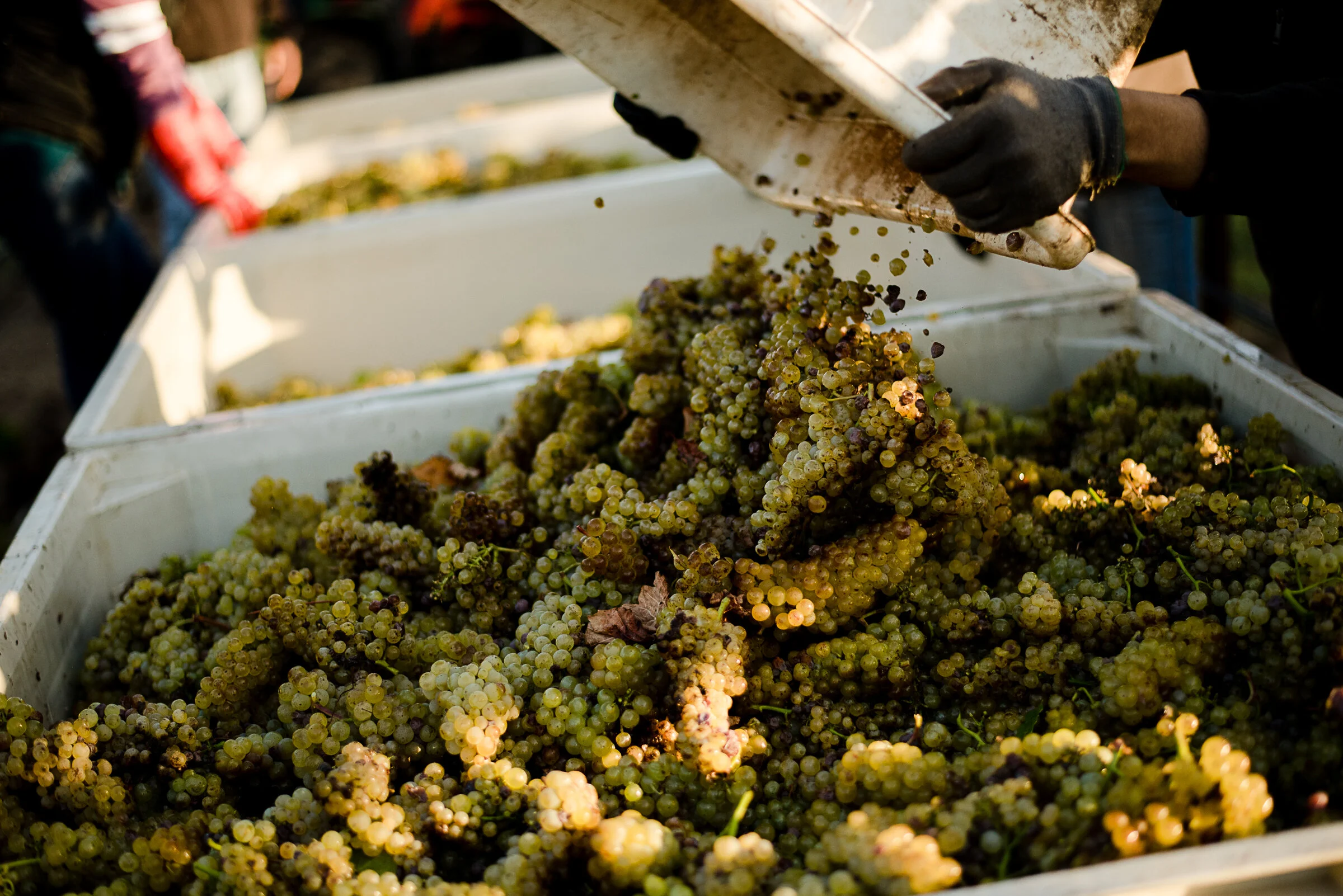 PELLEGRINI_HARVEST_2018 57.jpg