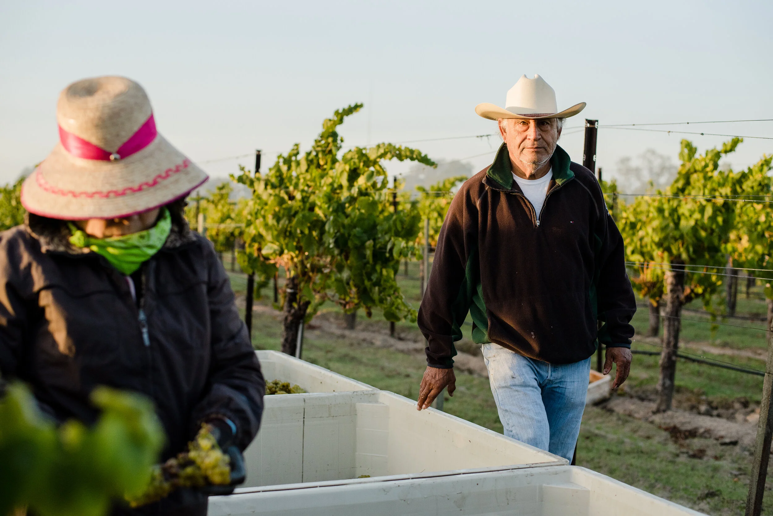 PELLEGRINI_HARVEST_2018 45.jpg