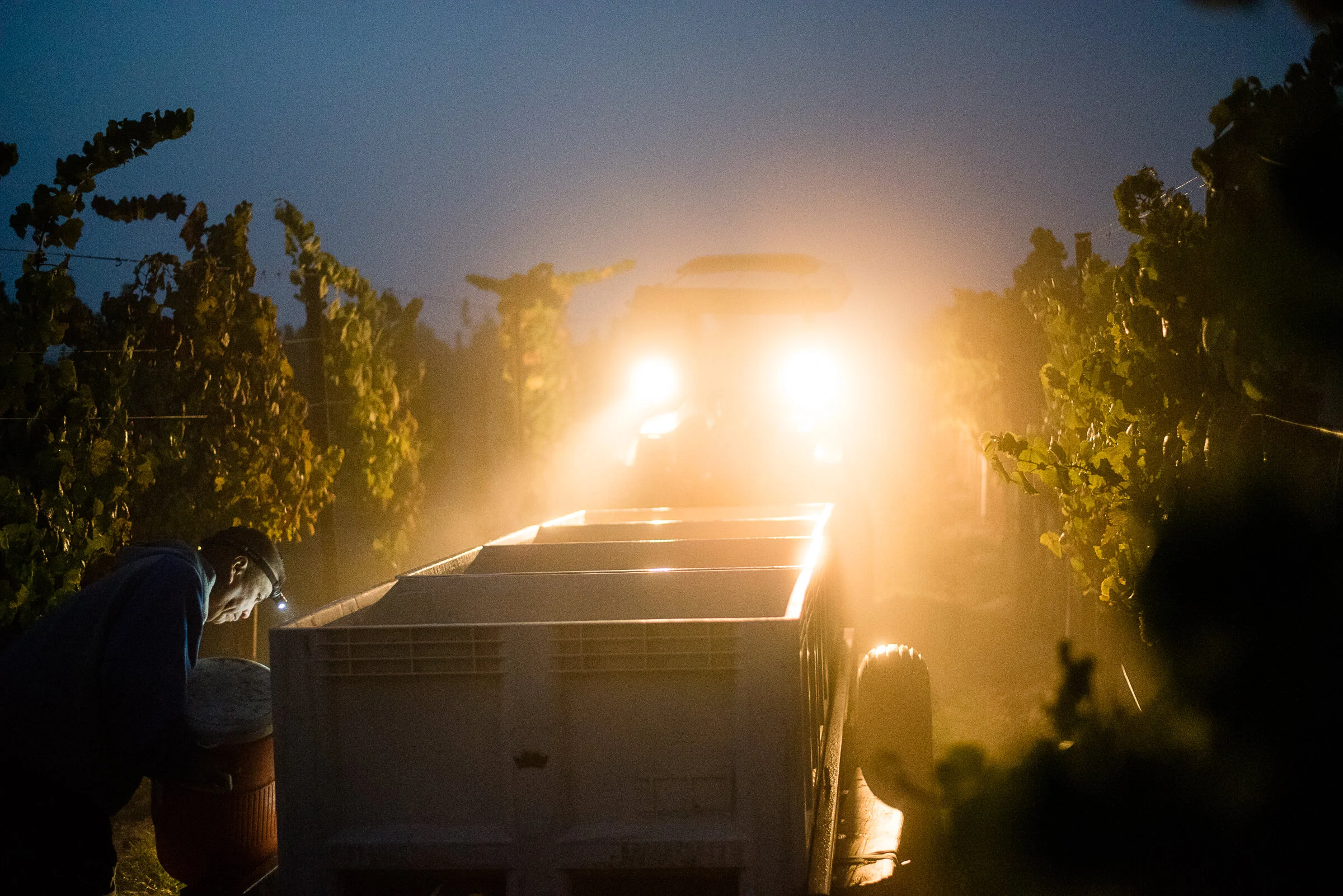 PELLEGRINI_HARVEST_2018 3.jpg