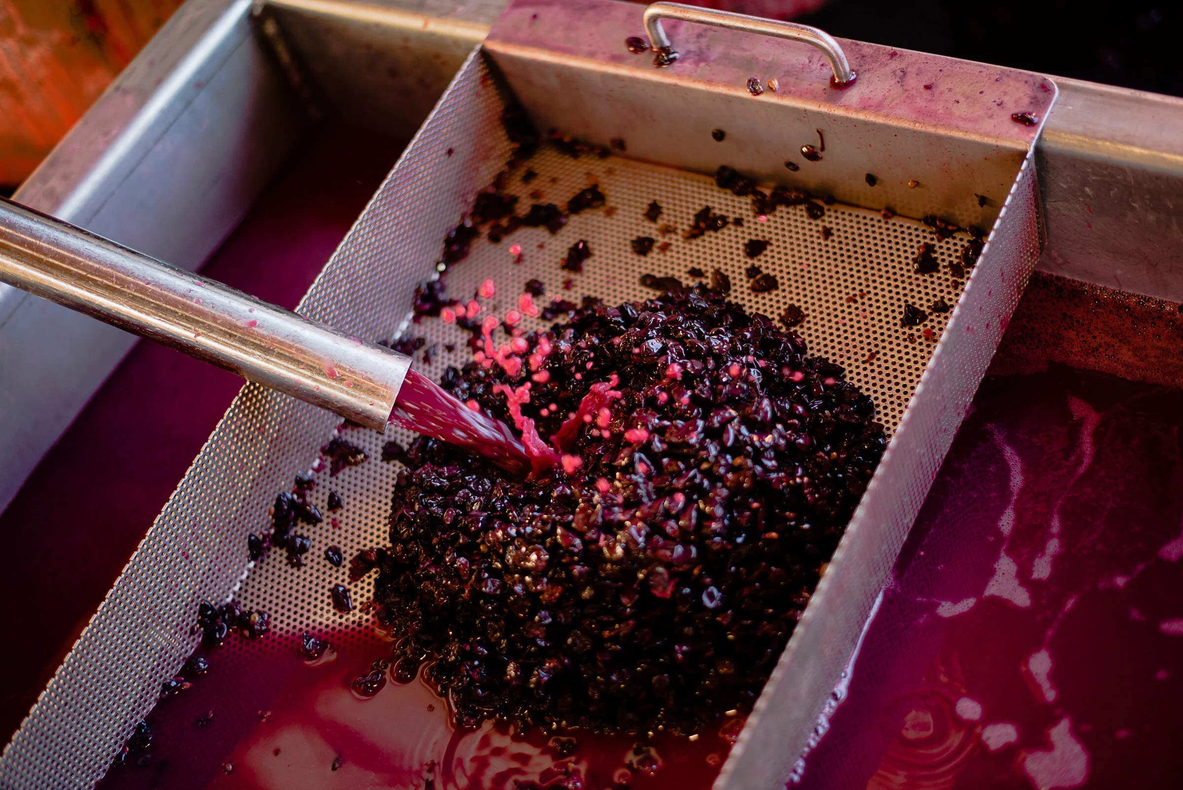 PELLEGRINI_HARVEST_2018 71.jpg