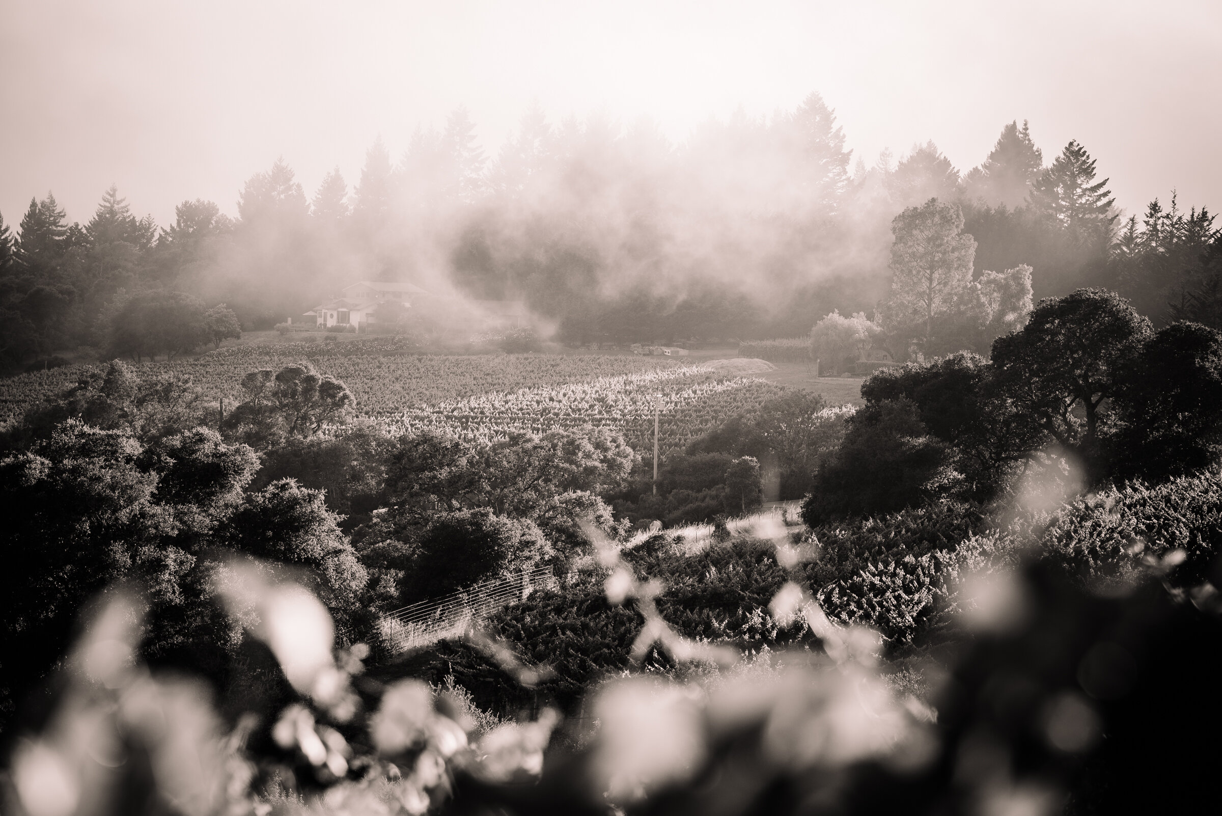 SENSES WEB B&W-12.jpg