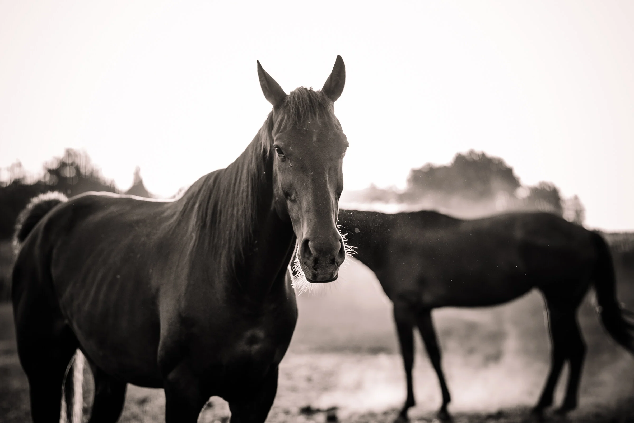 SENSES WEB B&W-20.jpg