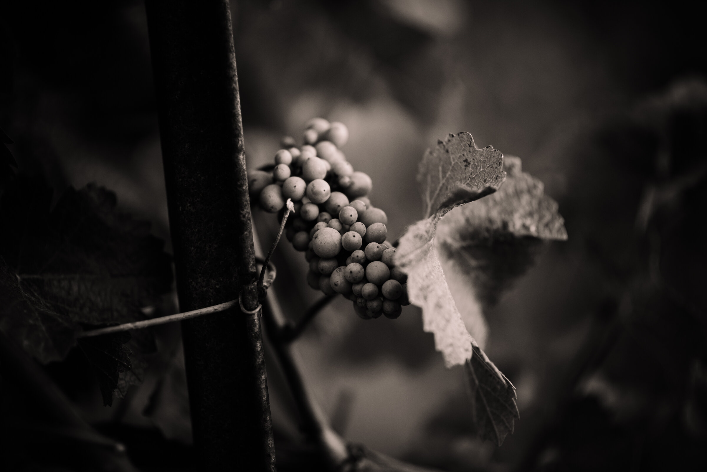 SENSES WEB B&W-25.jpg