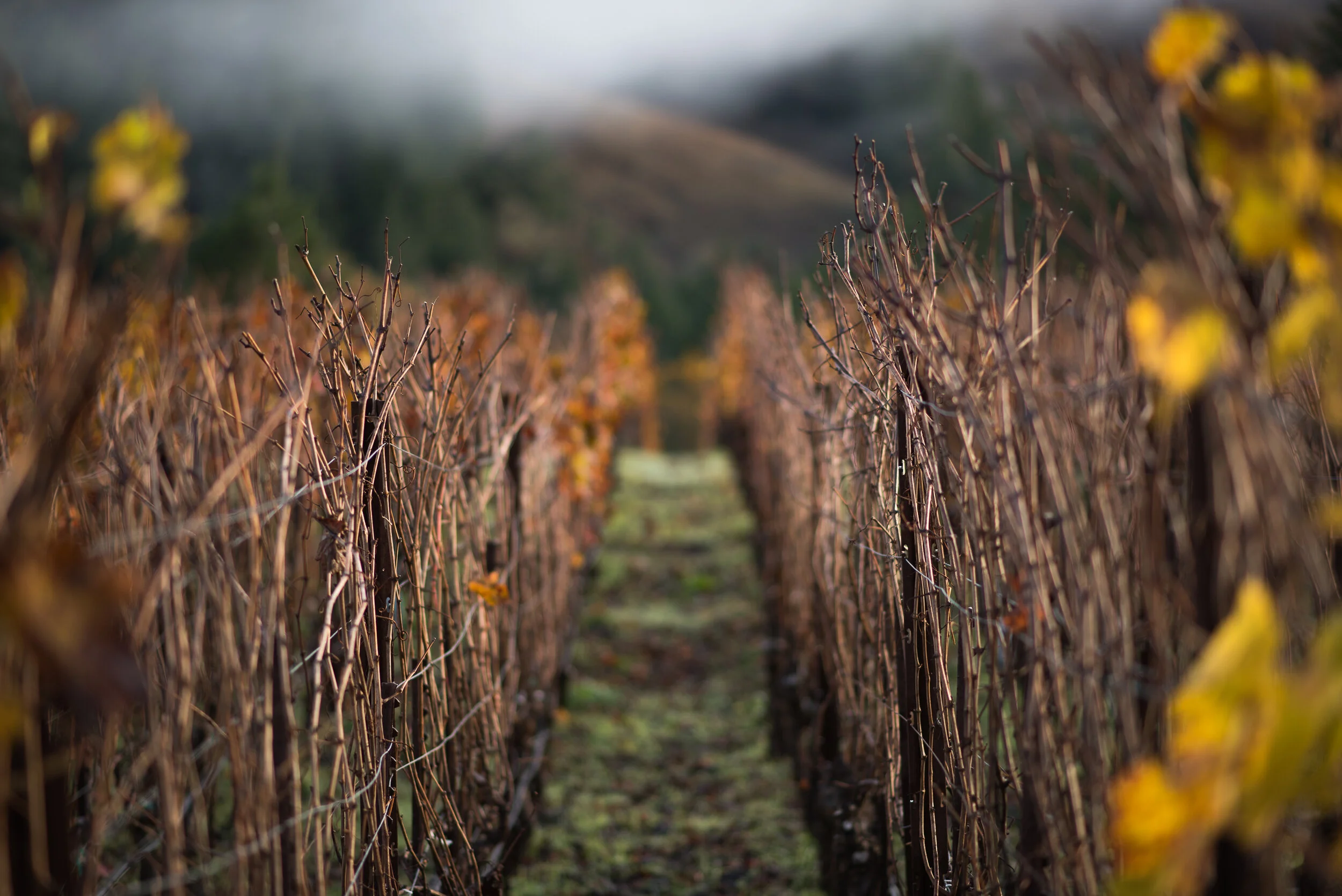 WEBPOST_FLOWERS 75.jpg