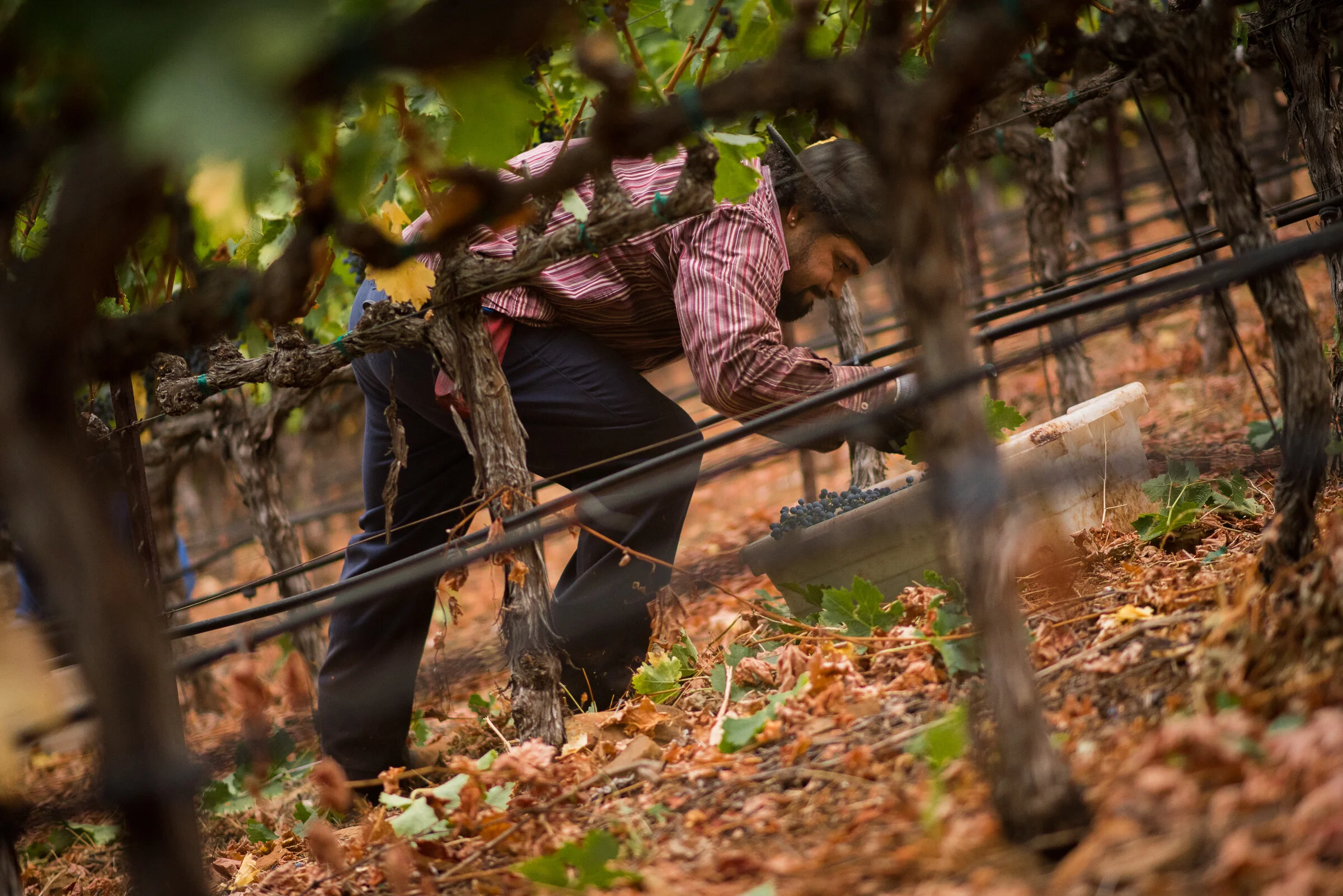 RND3HARVEST 68.jpg