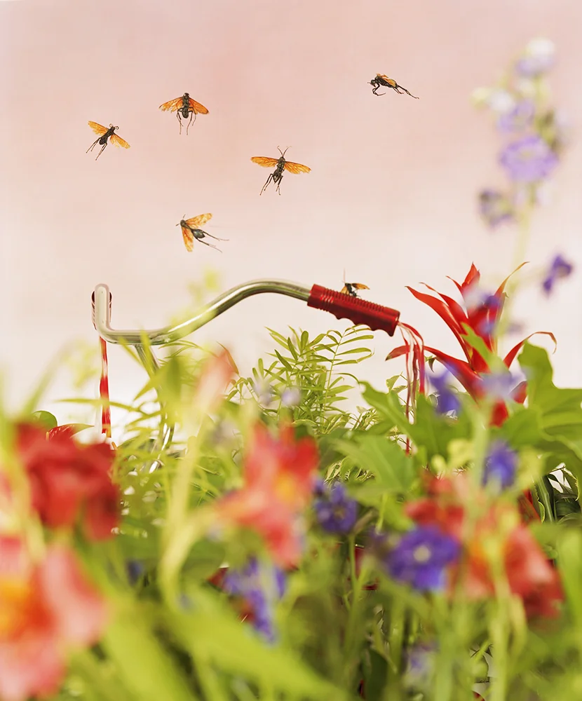 Wasps, 2002
