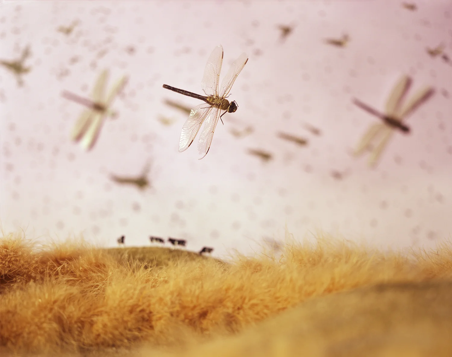 Insect Infestation