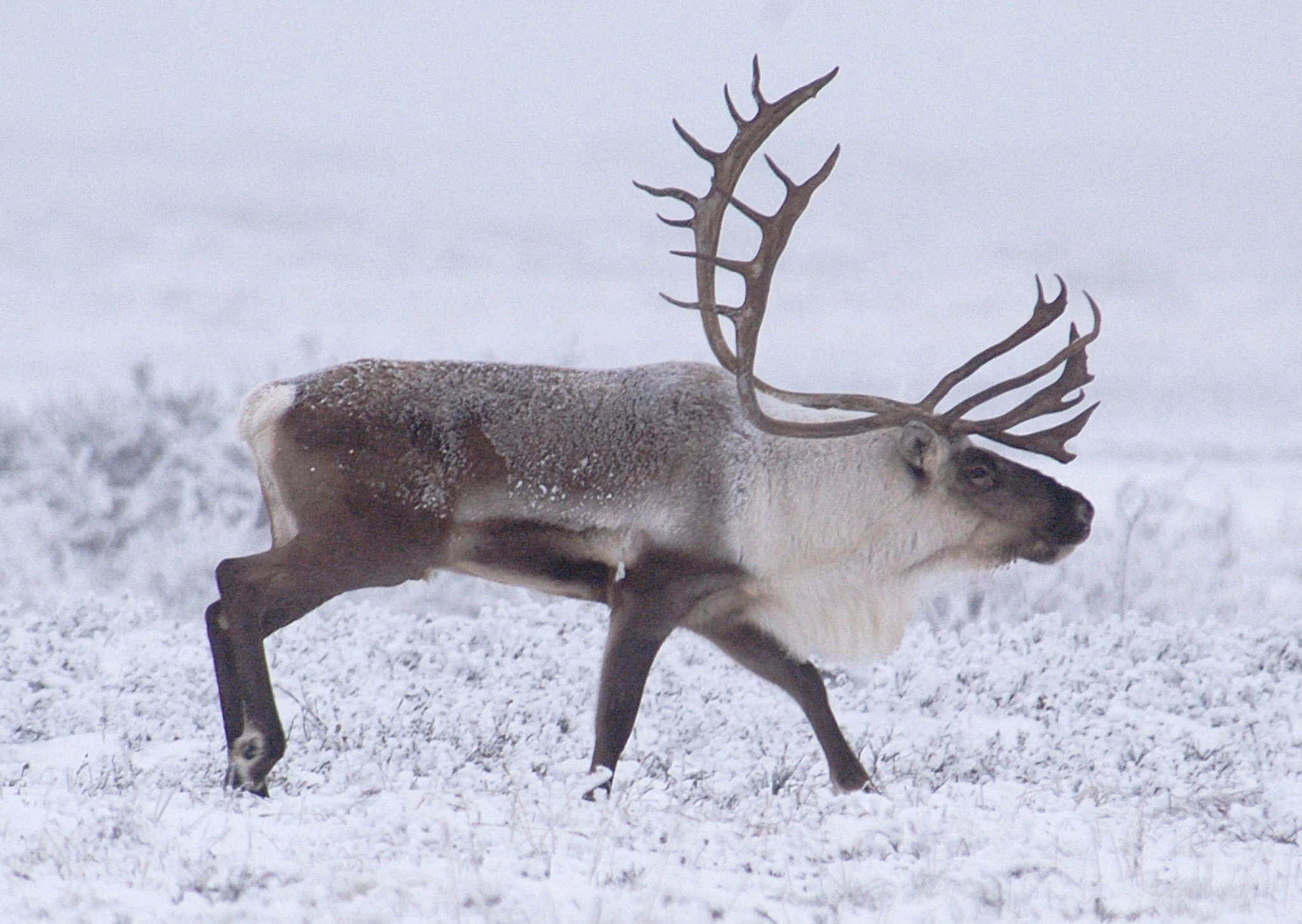 Via Alaska.org