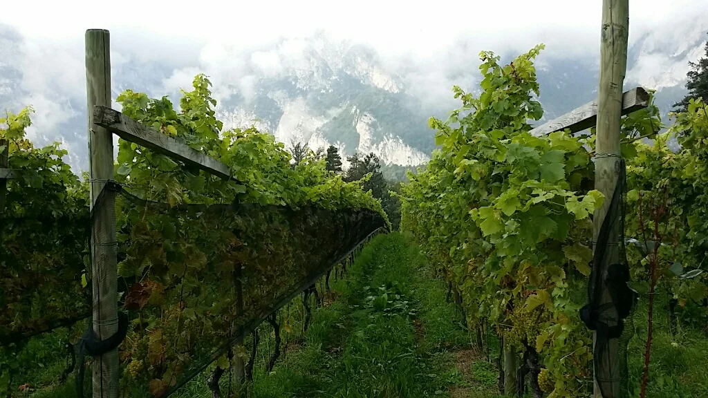 Photo 2 - tieffenbrunner.jpg