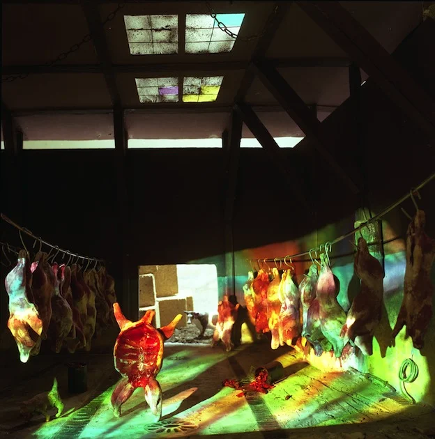 "Cow in the Slaughterhouse," 1998, c-print, 19x17.5 in.