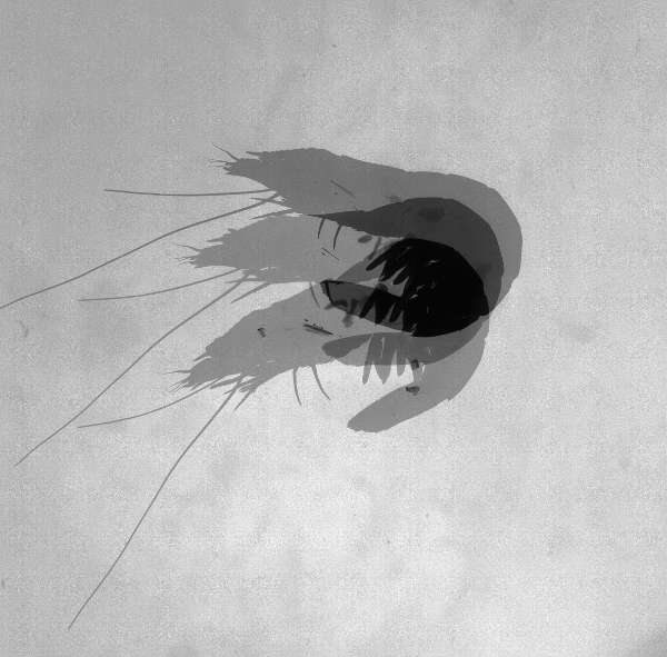 prawn.jpg
