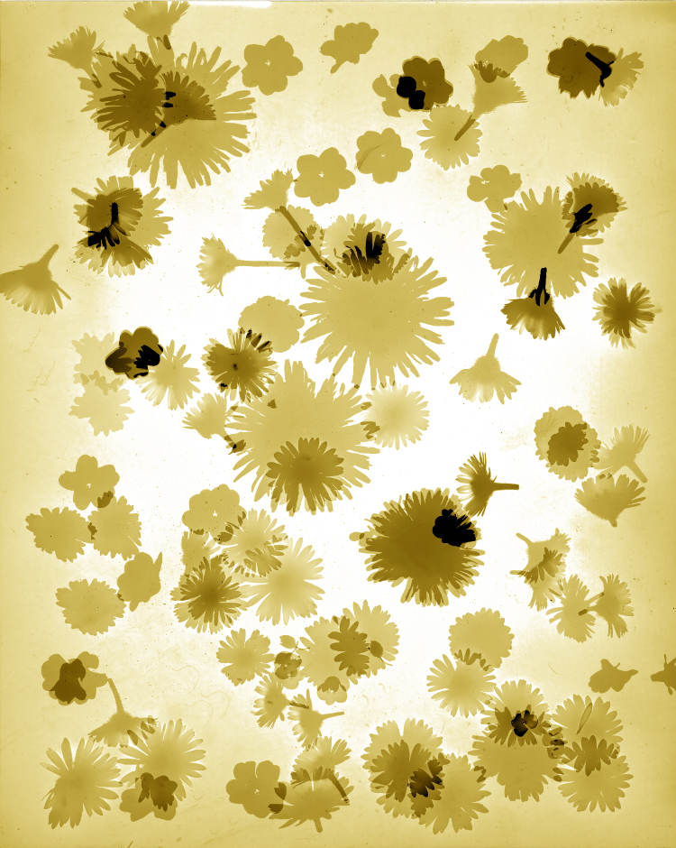 Primavera gelb.jpg