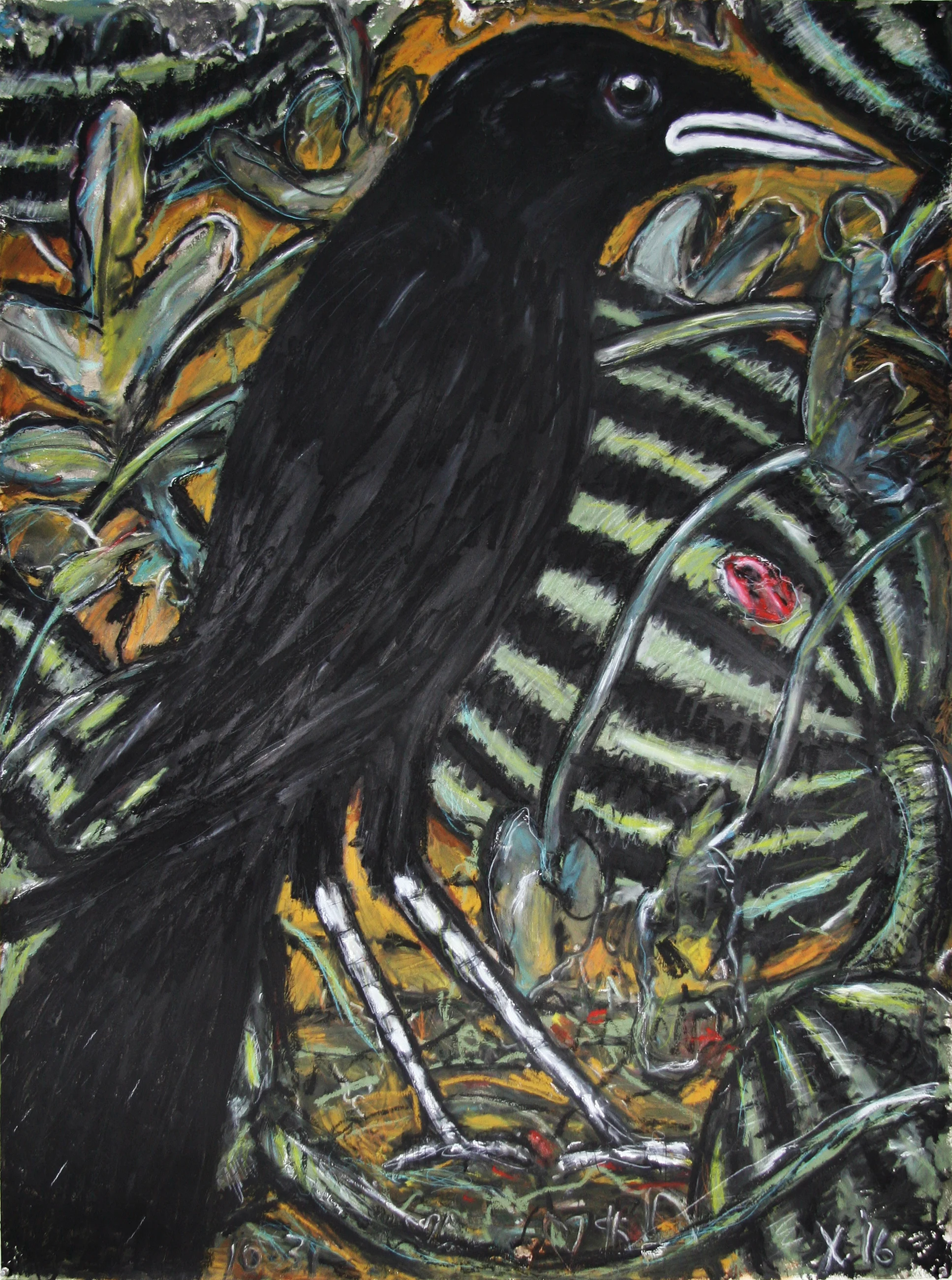 Common Crow